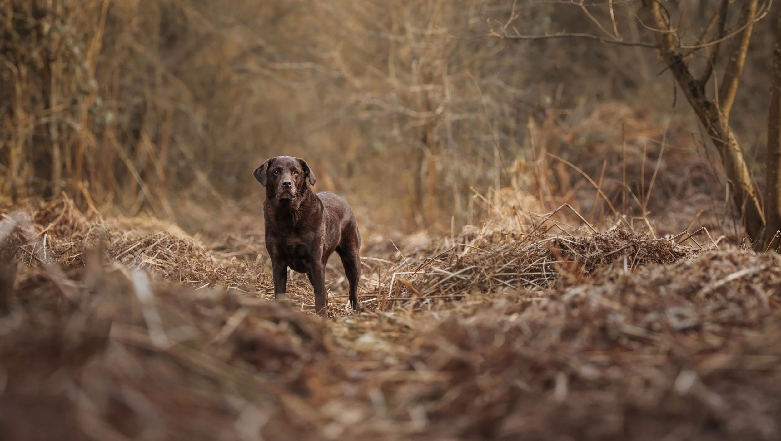 A brown chocolate Labrador dog standing on a forest trail surrounded by leafless trees and dry foliage.