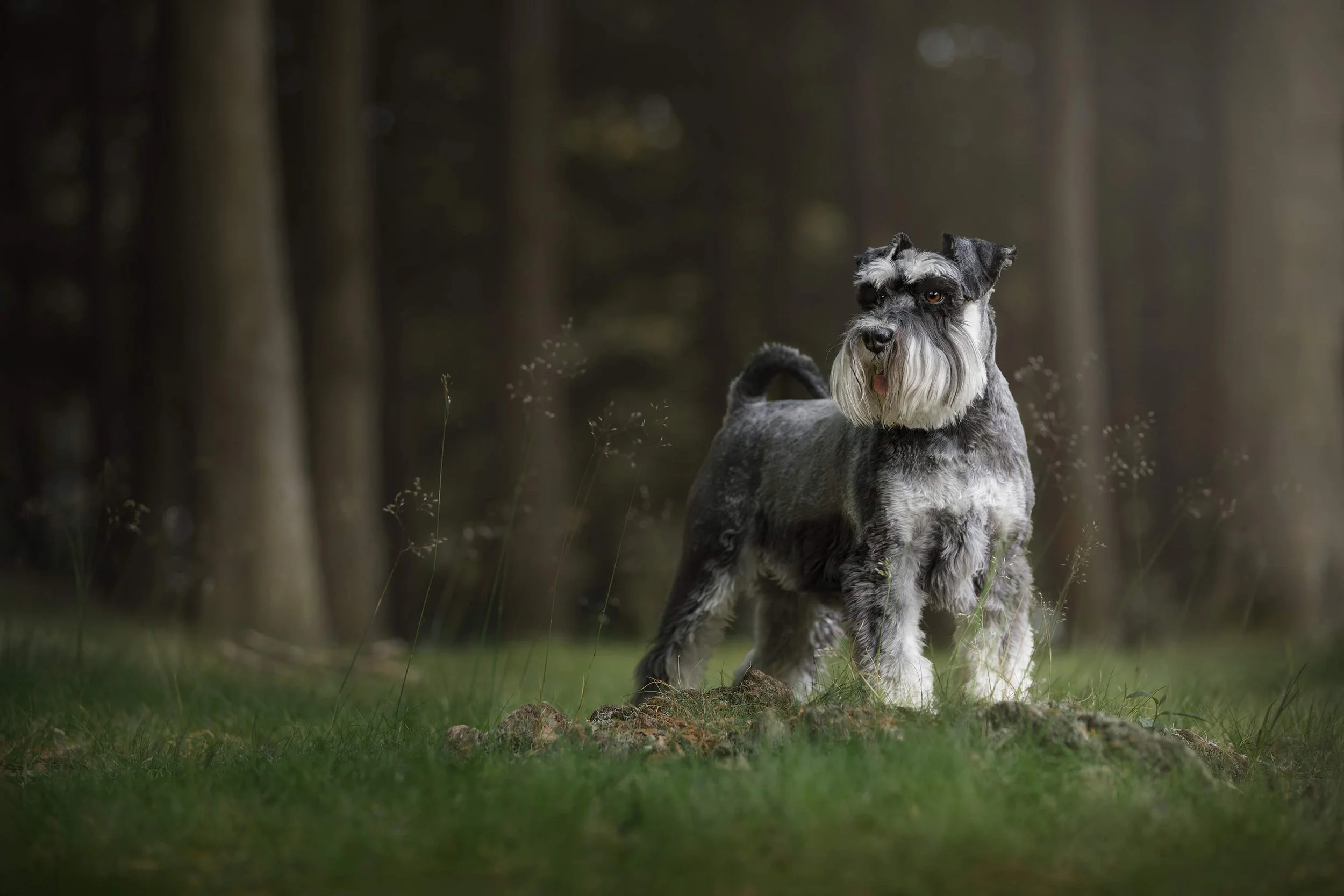 A photoshoot of a handsome Miniature Schnauzer dog standing on a grassy area with a blurred forest background.