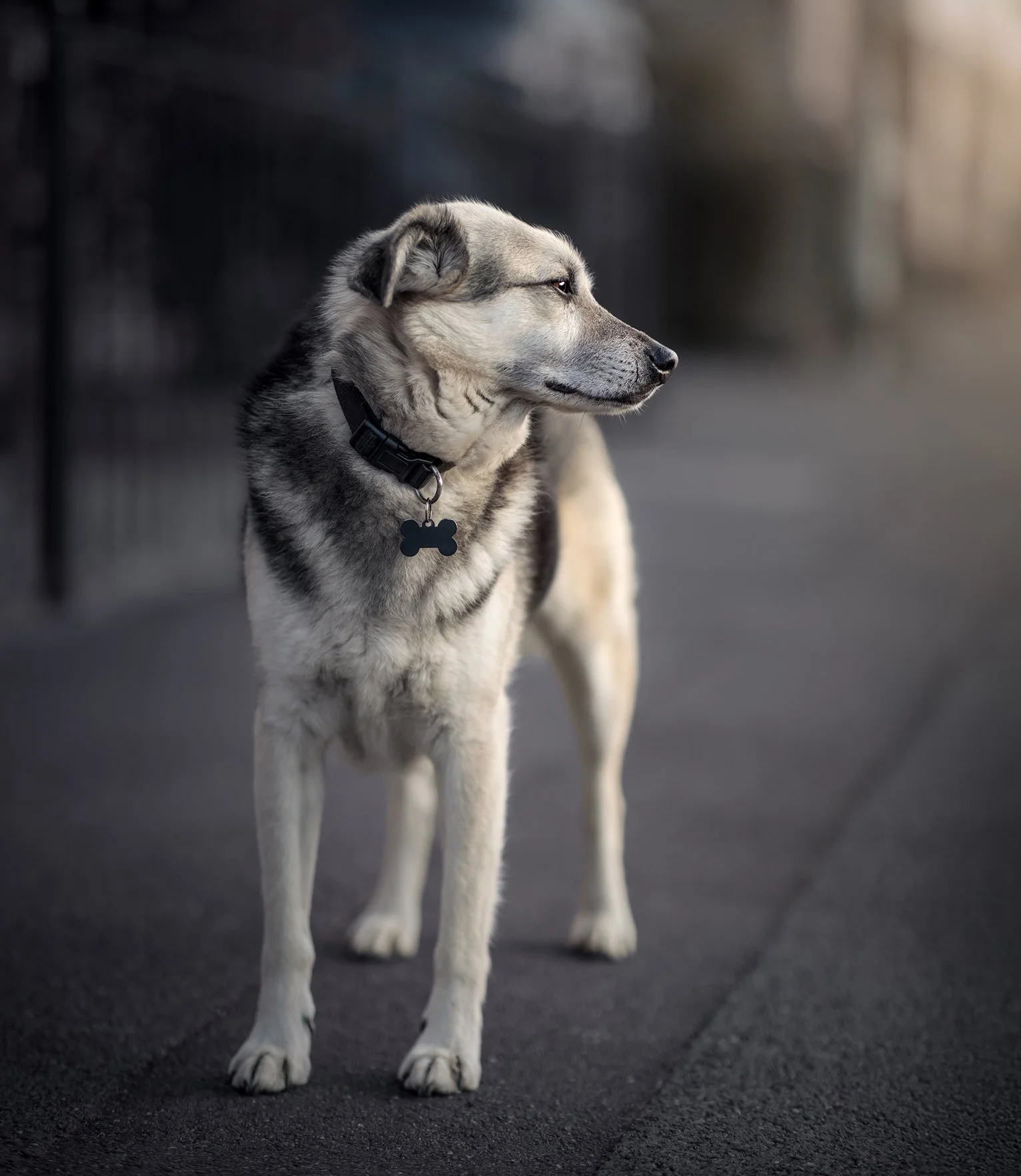 A rescue dog standing on a paved sidewalk, looking to the right, with a collar and a bone-shaped tag.