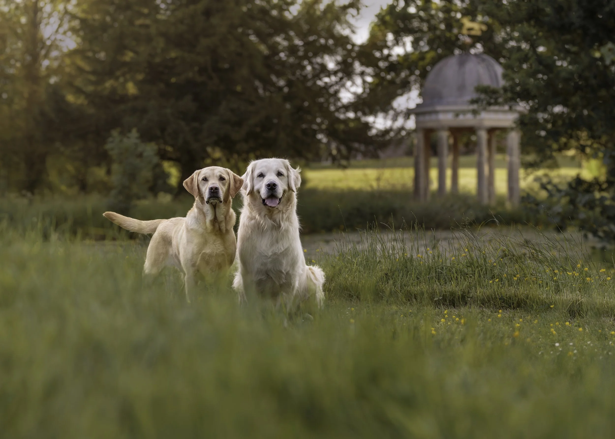 A Golden Retriever and Labrador sitting in a grassy field with trees and a domed gazebo in the background during sunset.