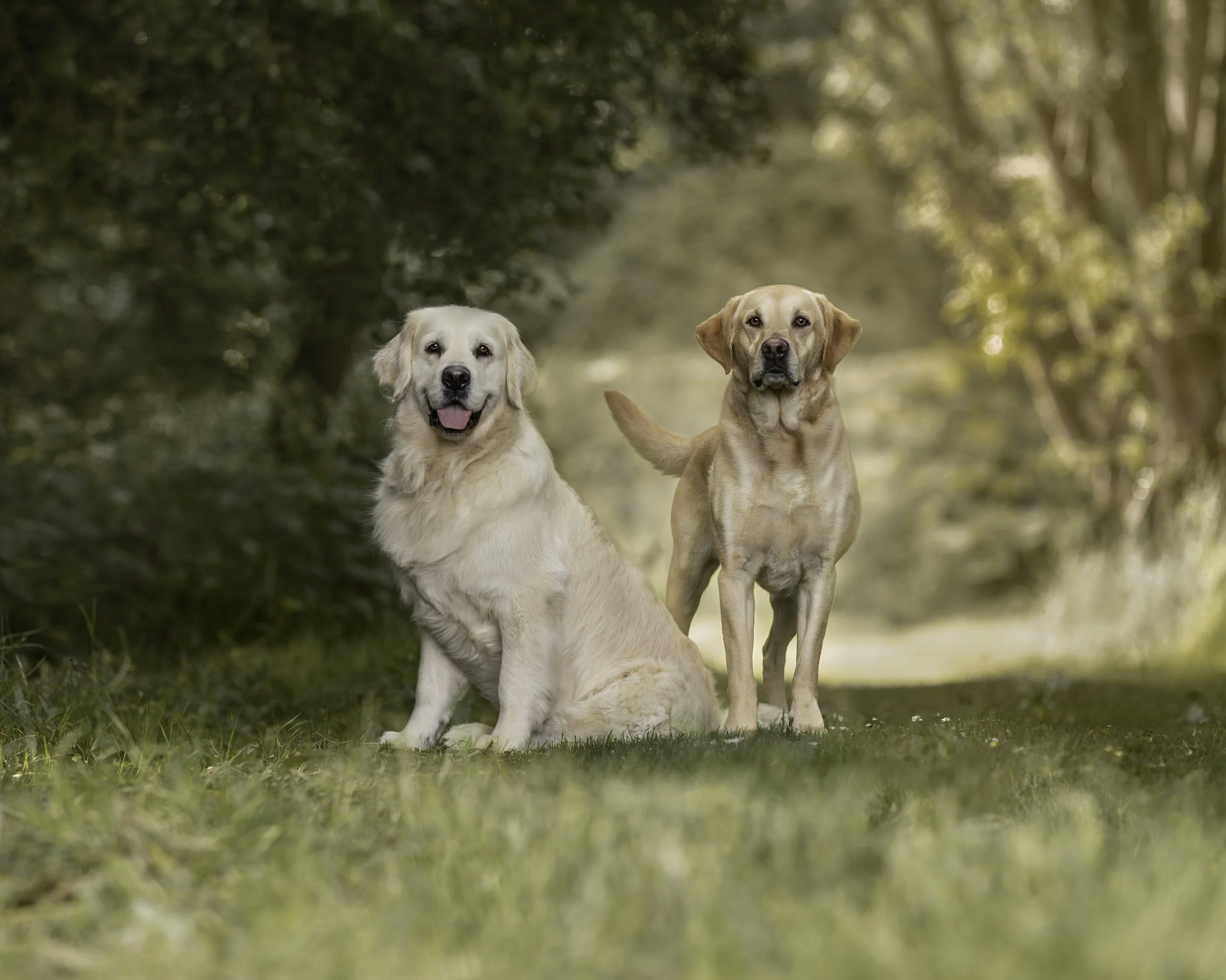A Labrador and a Golden retriever dog, one sitting and one standing, in a forested area with green grass and trees.