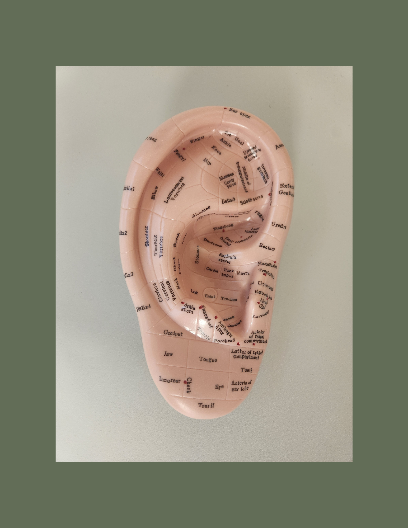 Natural Ear Seed Kit — Nourish Women's Health