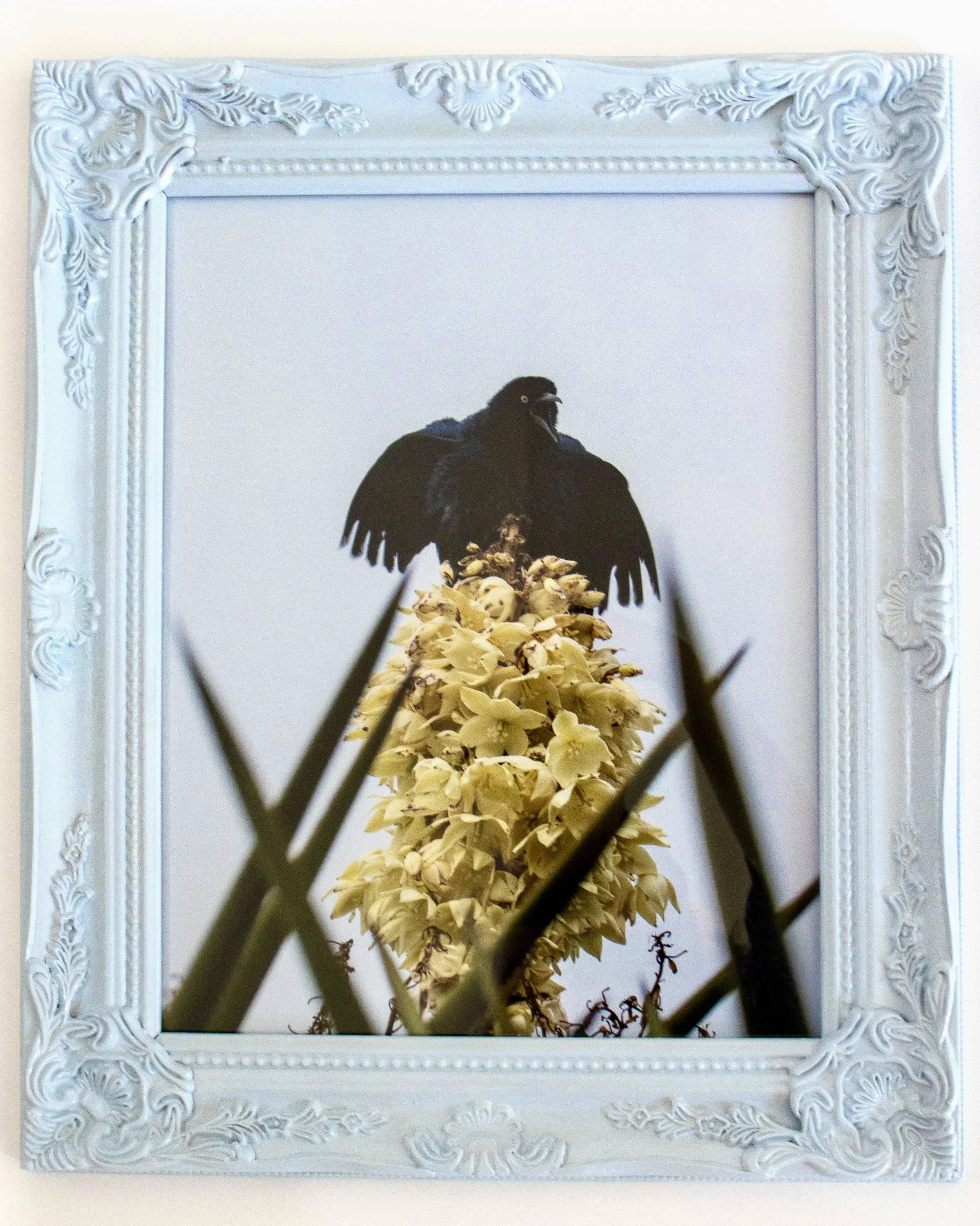 grackle-framed-2.jpeg