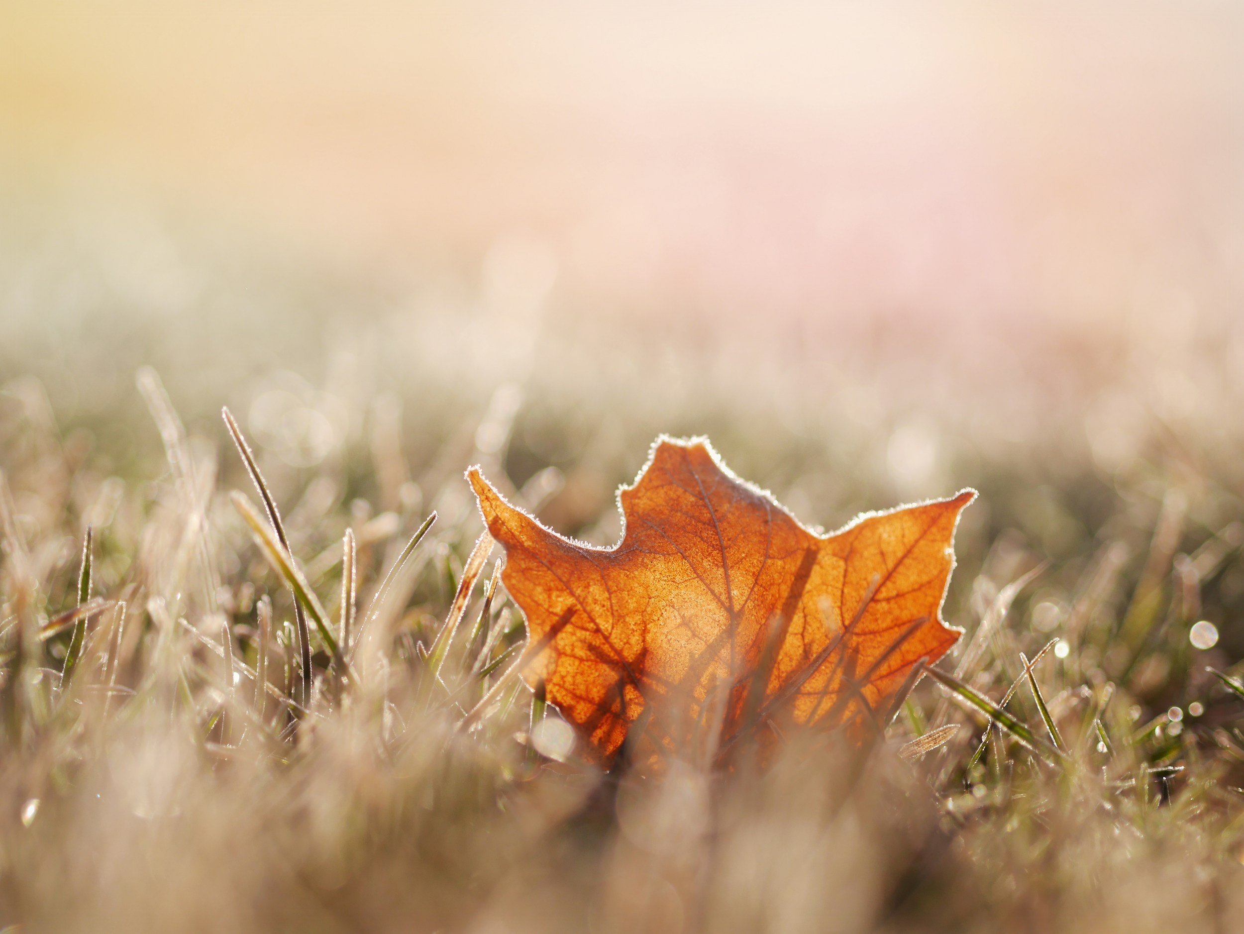 Close-up of a brown autumn leaf on frost-covered grass during sunrise or sunset.
