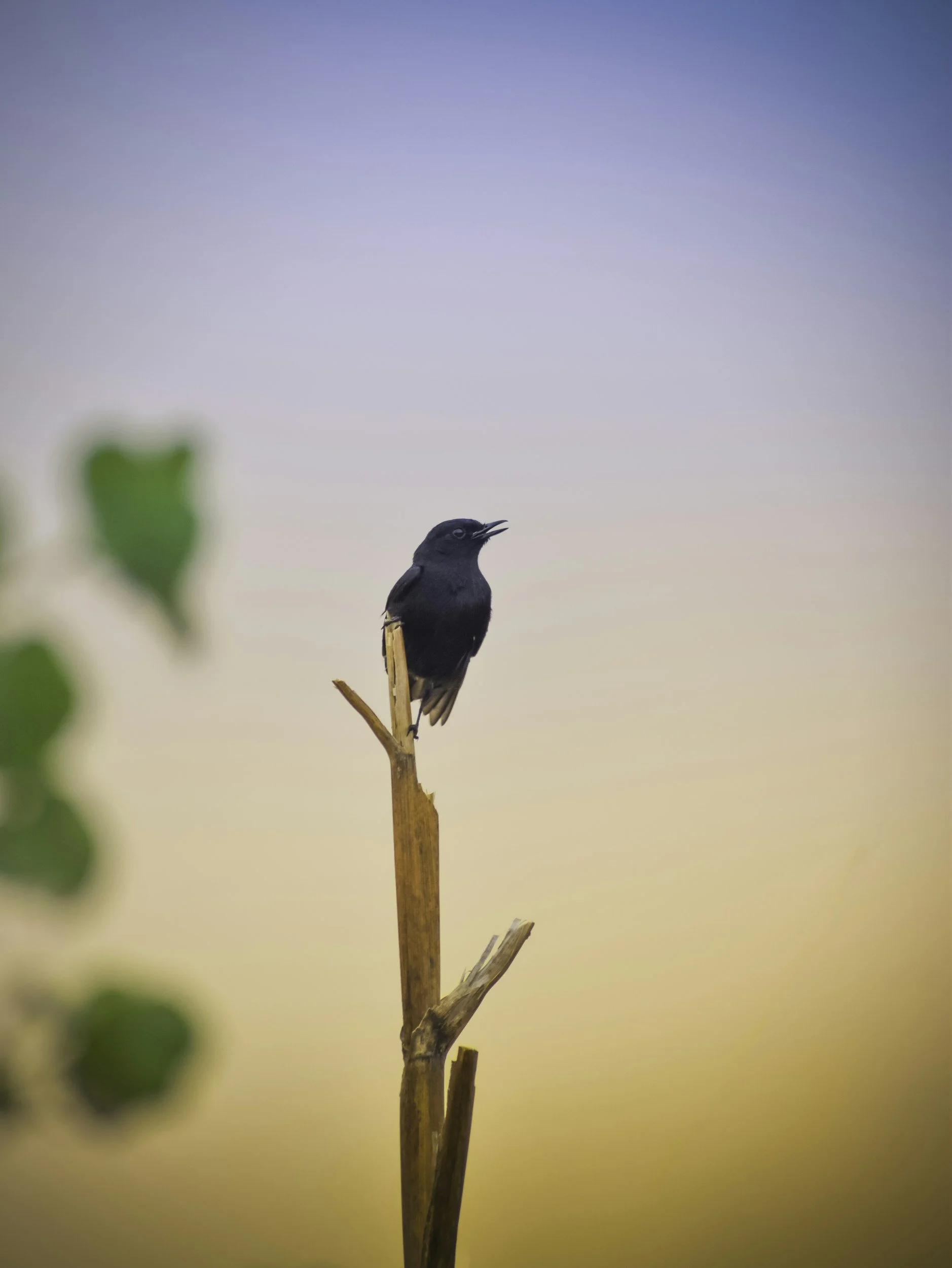 A black bird perched on a branch against a gradient sky background with blurred greenery in the foreground.