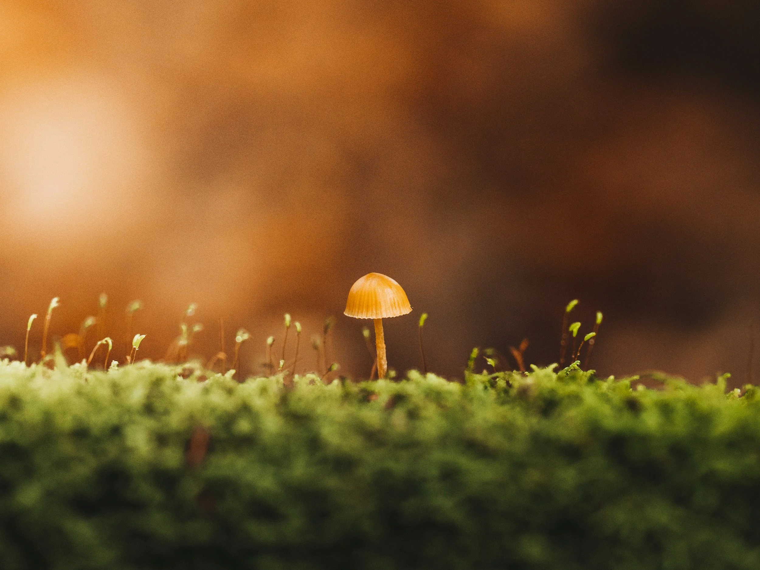 Close-up of orange and yellow mushrooms growing on a green mossy surface with a blurred brown background.
