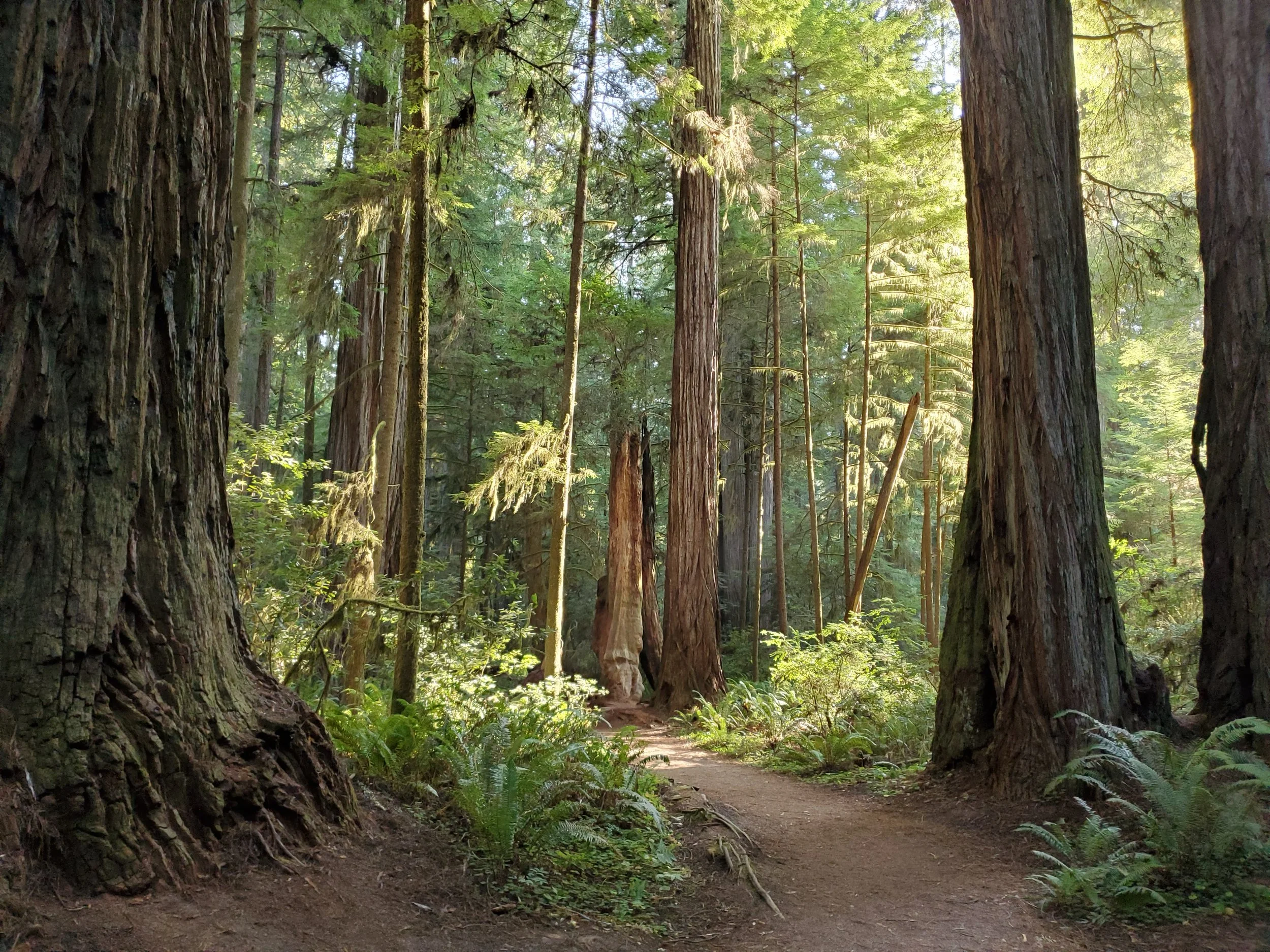 A forest scene with a dirt trail surrounded by tall trees with thick trunks and lush green foliage. Sunlight filters through the canopy, illuminating the forest floor.