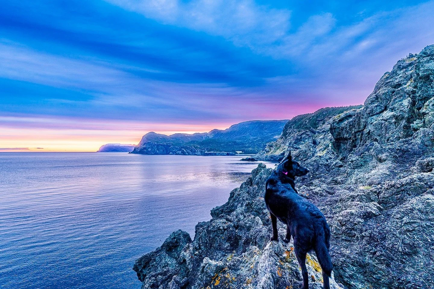 Bean is looking forward to returning to Newfoundland this Fall. She loves a great view. 

#dogslife #dogtravels #newfoundlandandlabrador #ontheroad #adventuredog #documentary #photography #sonyalpha #sigmaart #sigmacanada