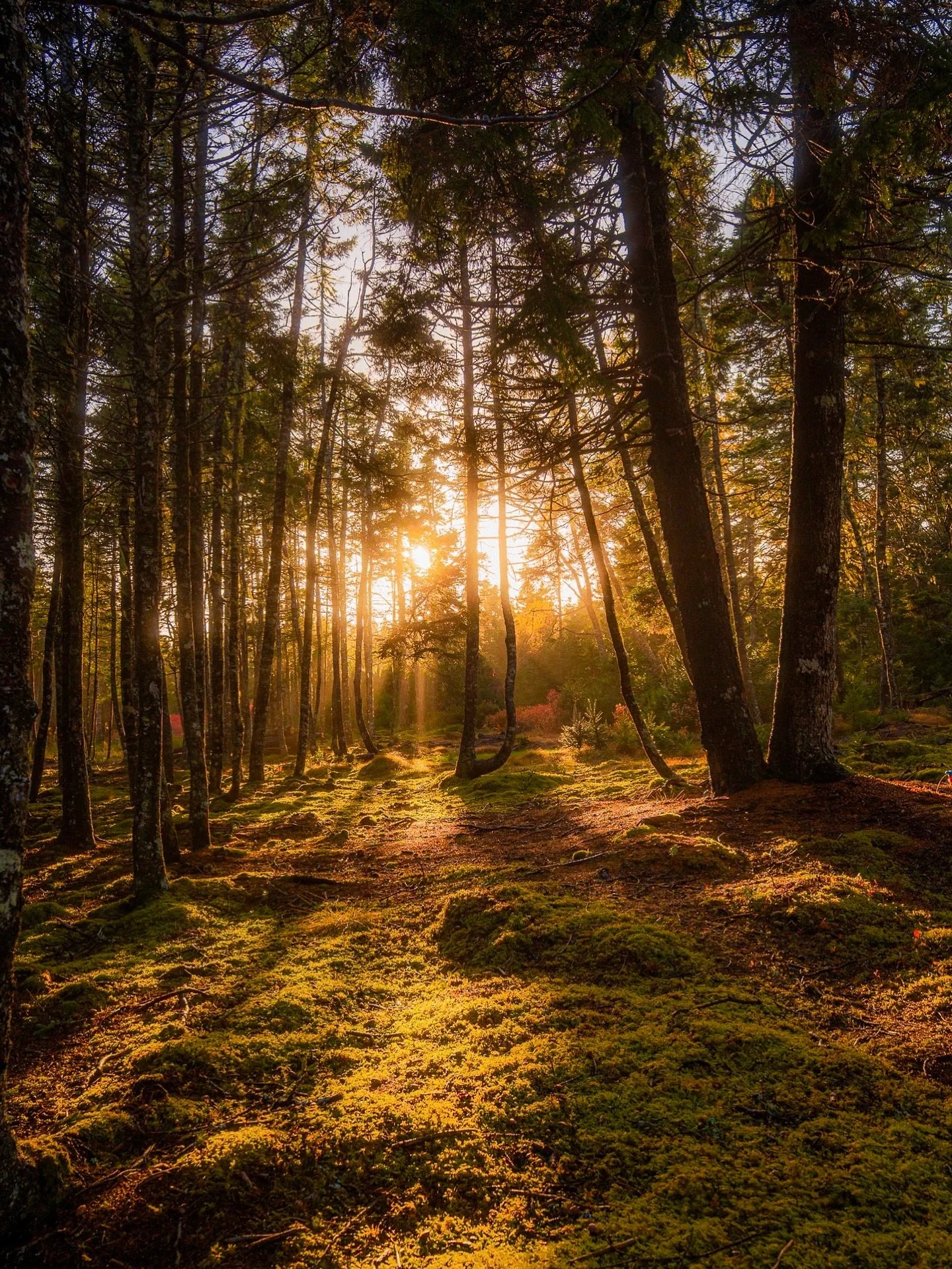 Happy 80th Birthday, Neil. Sunset in a magical, mossy coastal forest.

#novascotia #maritimes #atlanticcanada #canada #sonyalpha #sigmacanada #neilyoung