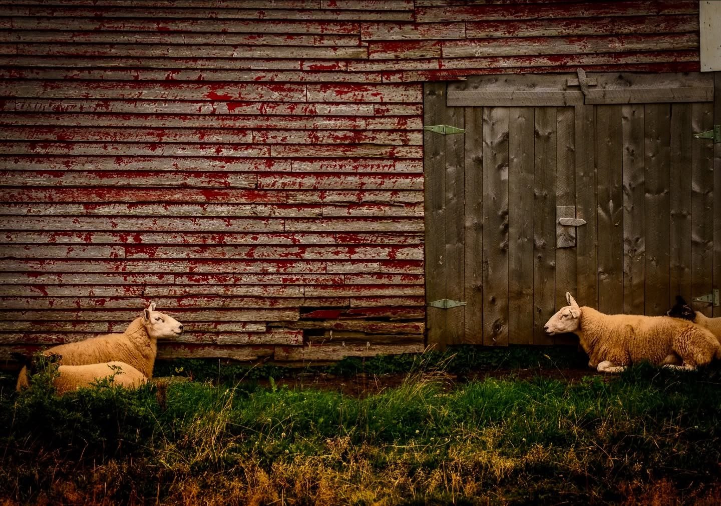 Blink first&hellip; Chill&rsquo;n in the grass by the barn. 🐑 

#documentaryphotography #newfoundland #farmlife