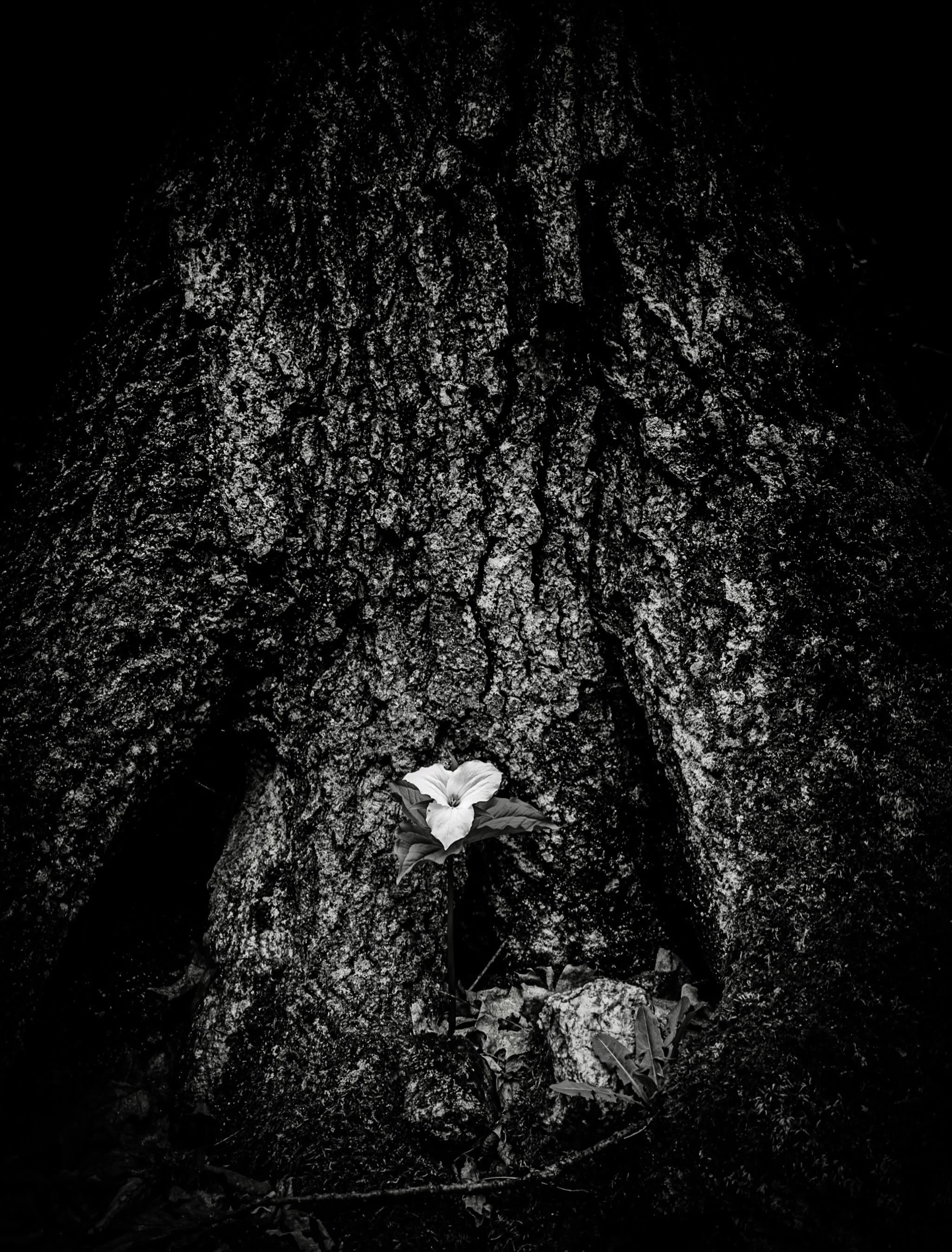 Alone&hellip; but never lonely. 

35mm
f / 4.0
ISO 160
