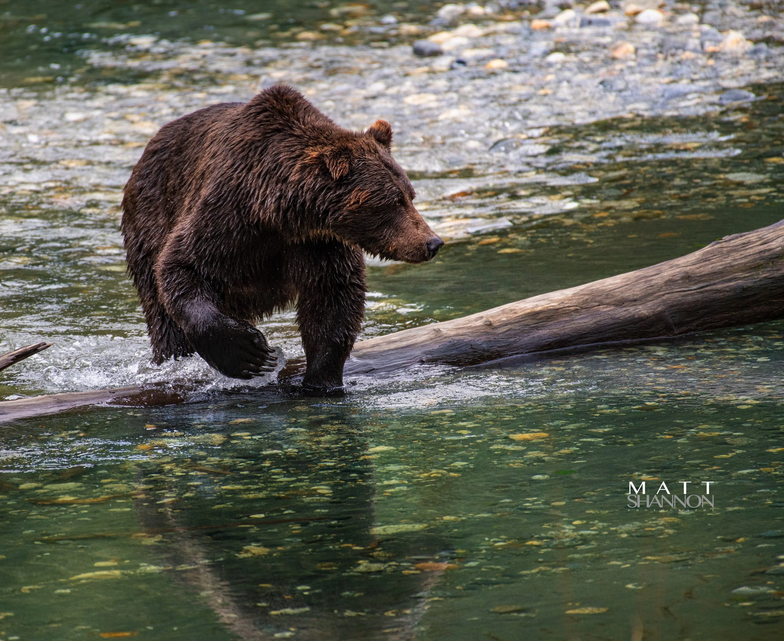 Matt Shannon Photography-110.jpg