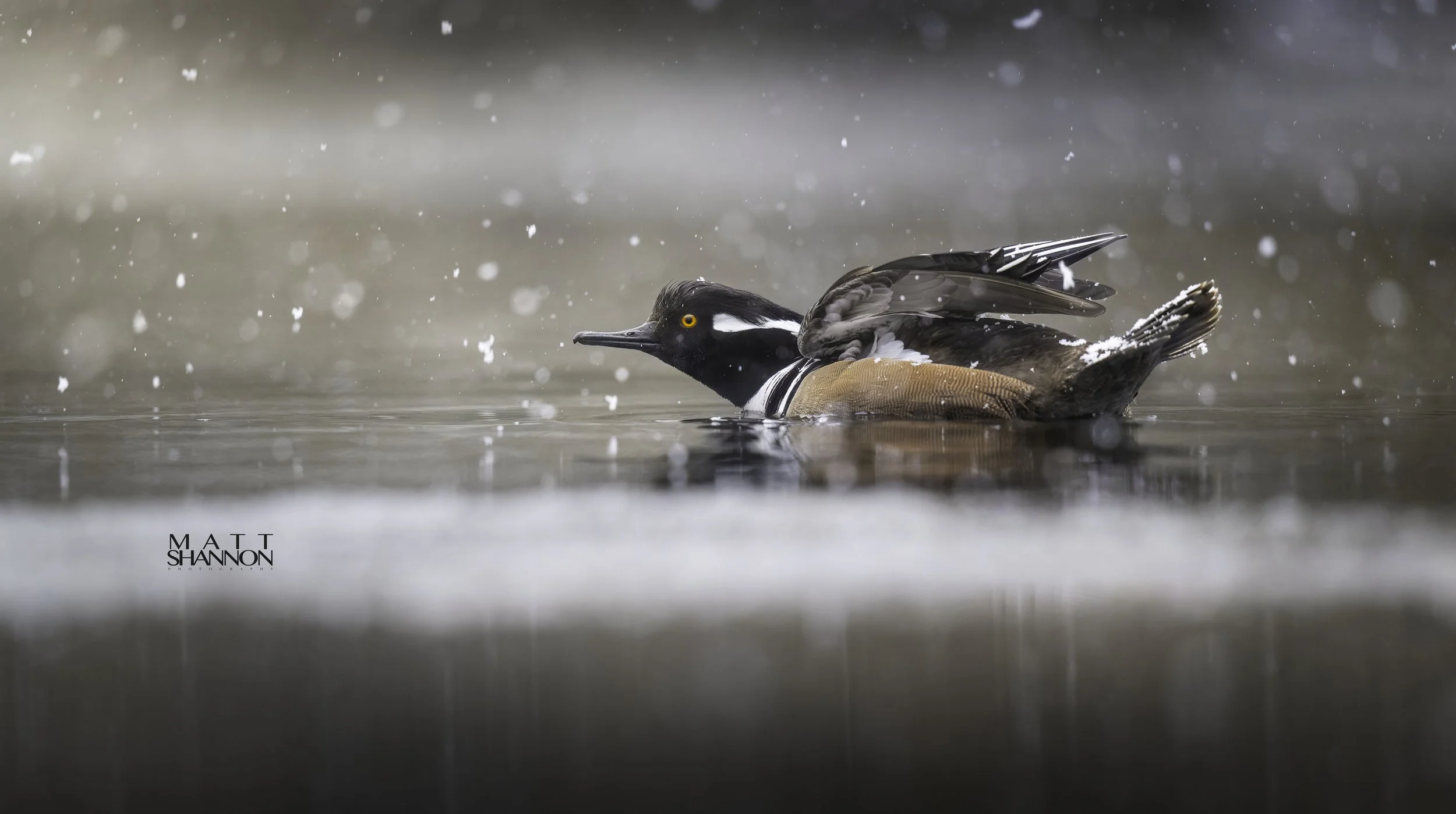 MAT_8644-DxO_DeepPRIME XD2s_XD copy.jpg