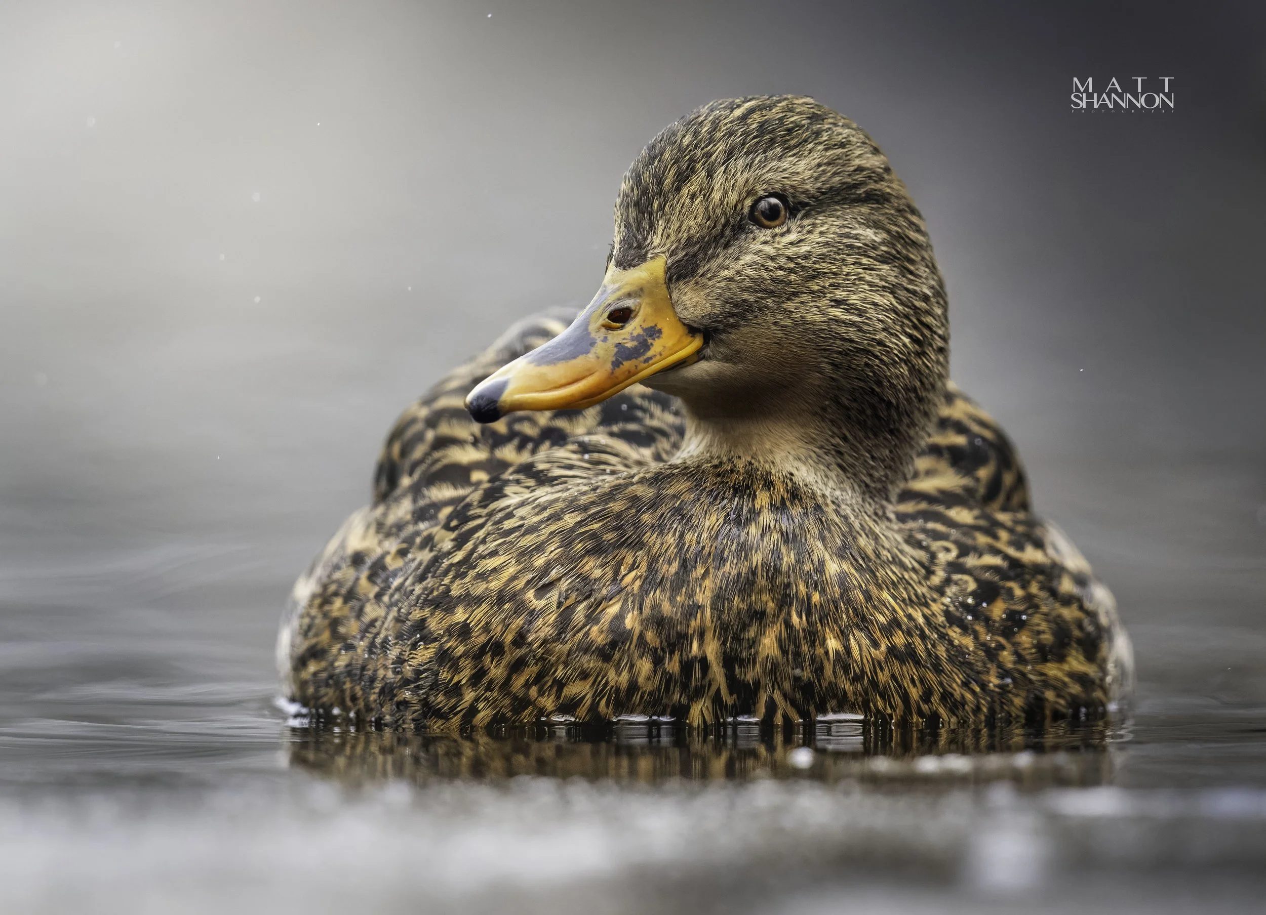 MAT_0306-DxO_DeepPRIME XD2s_XD copy.jpg