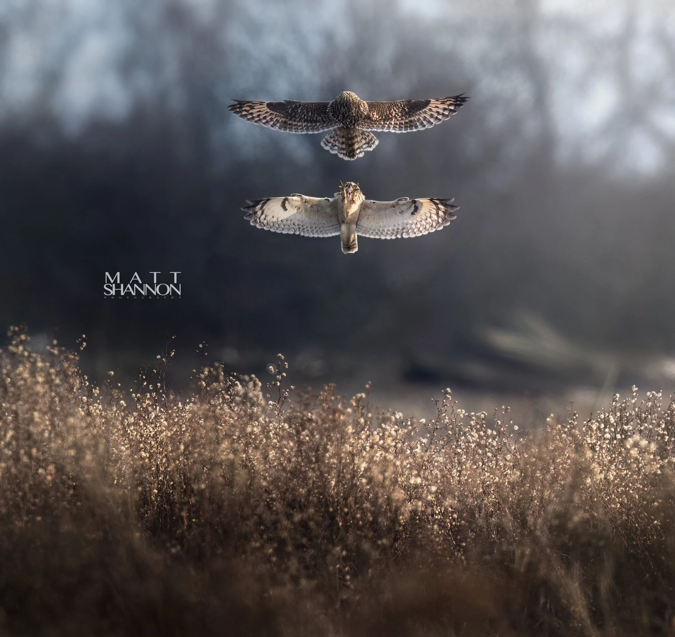 MAT_4524-Edit copy.jpg