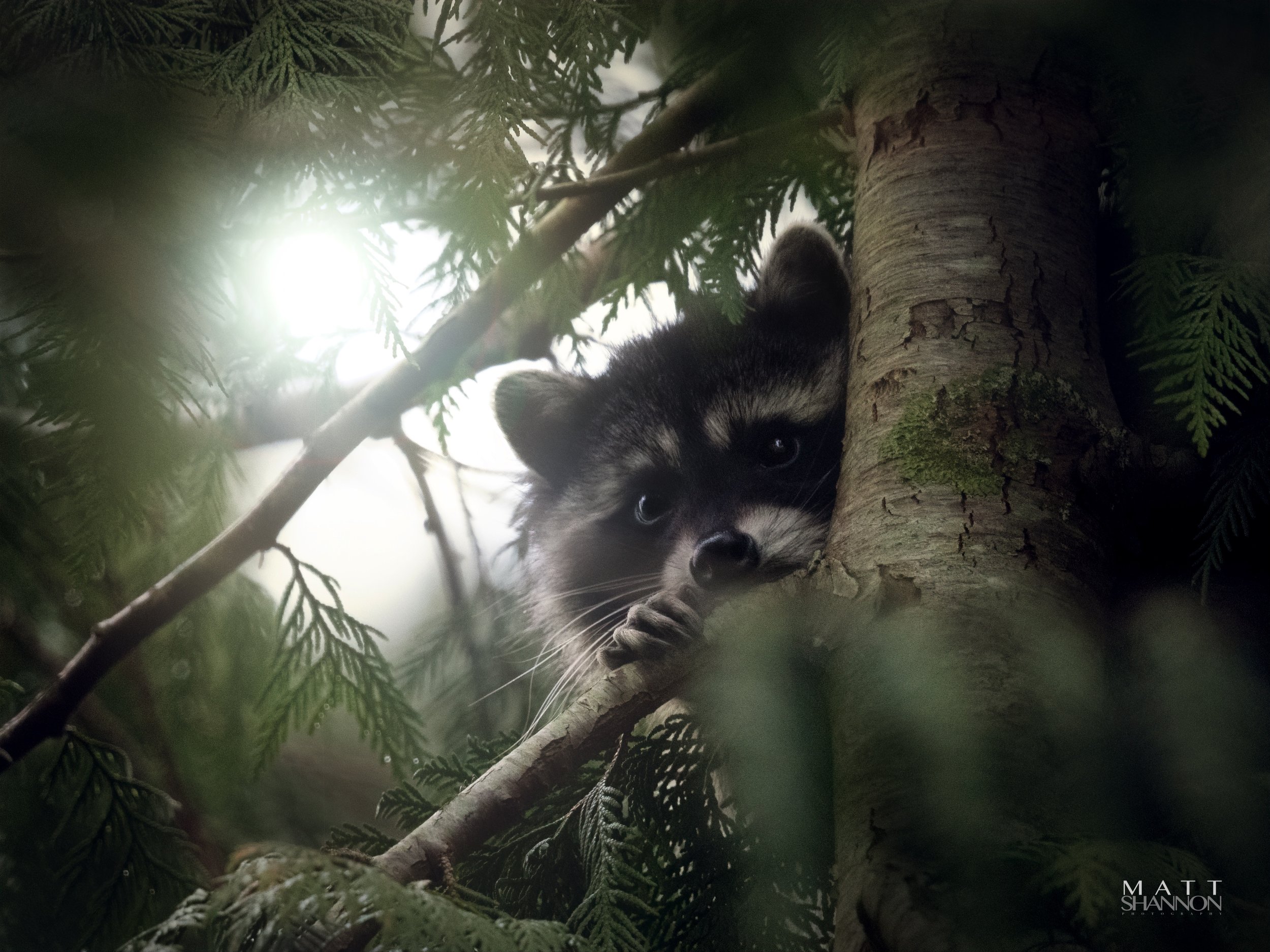 _MAT7003 racoon.jpg