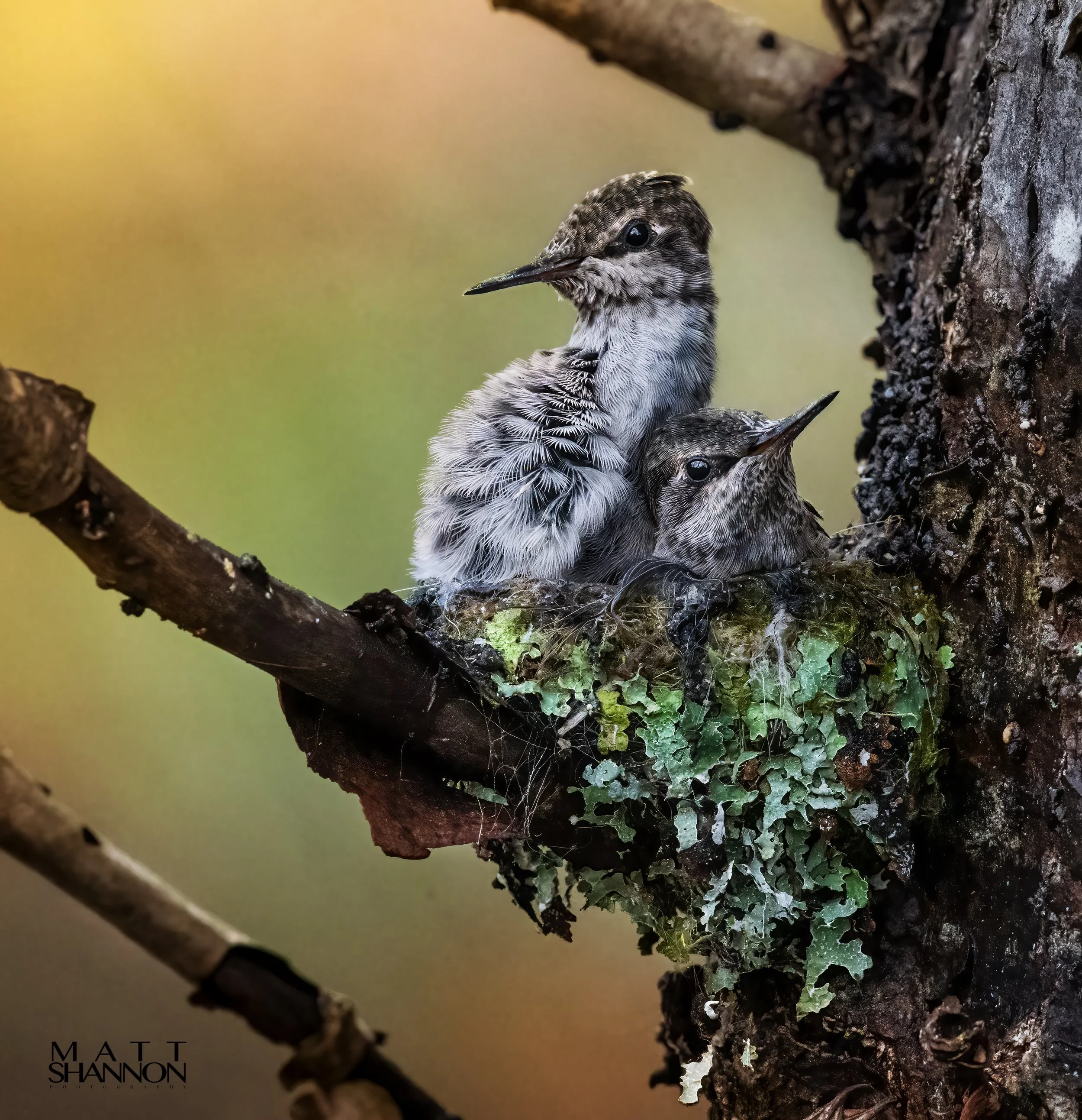 _MAT9581 humming bird babies 3.jpg