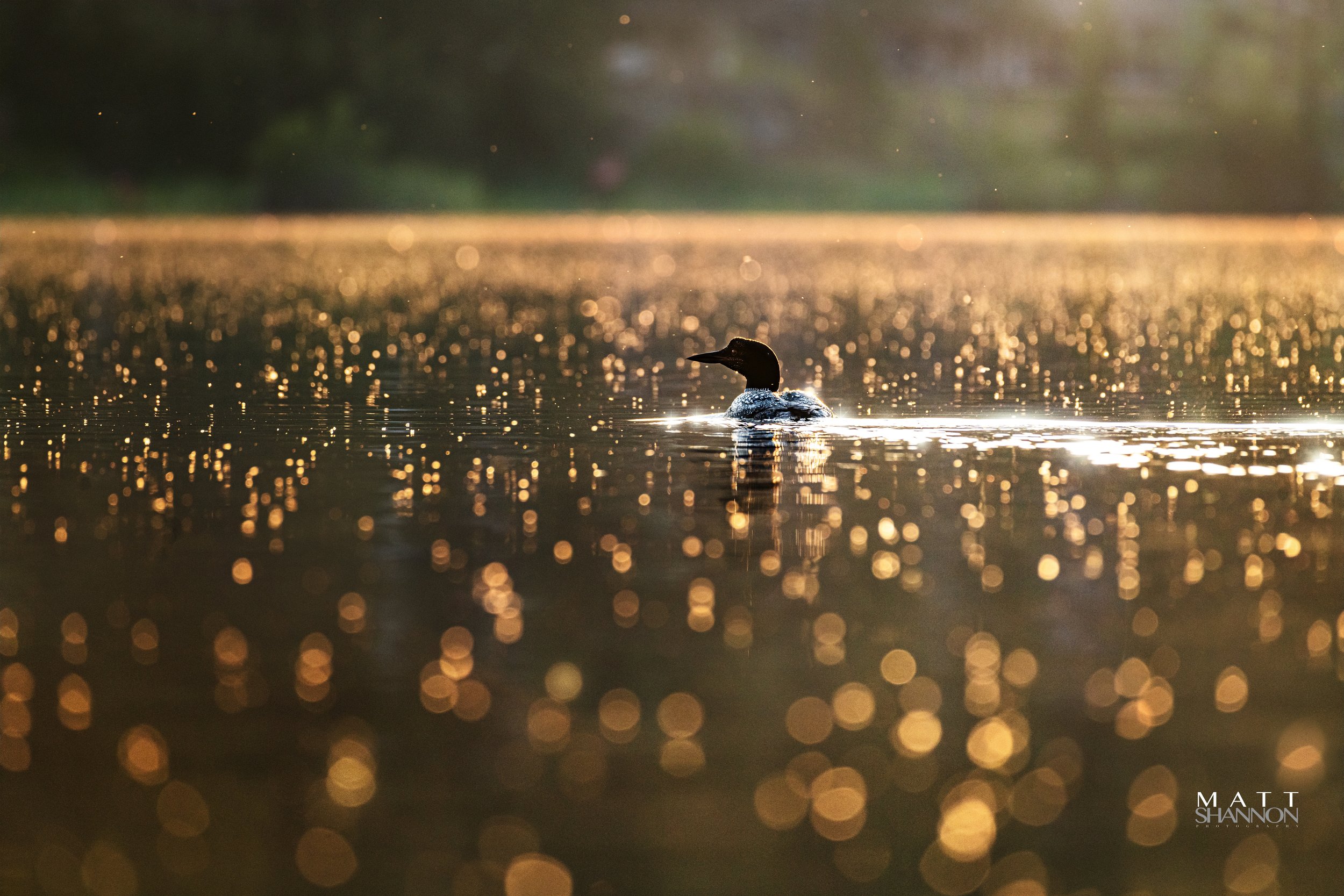 _MAT2029-loon sunset 2.jpg