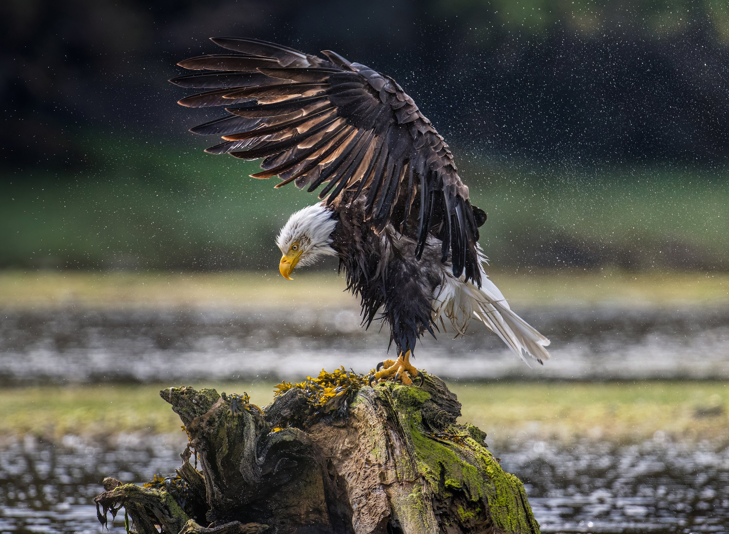 Shaking Off the Storm.jpg