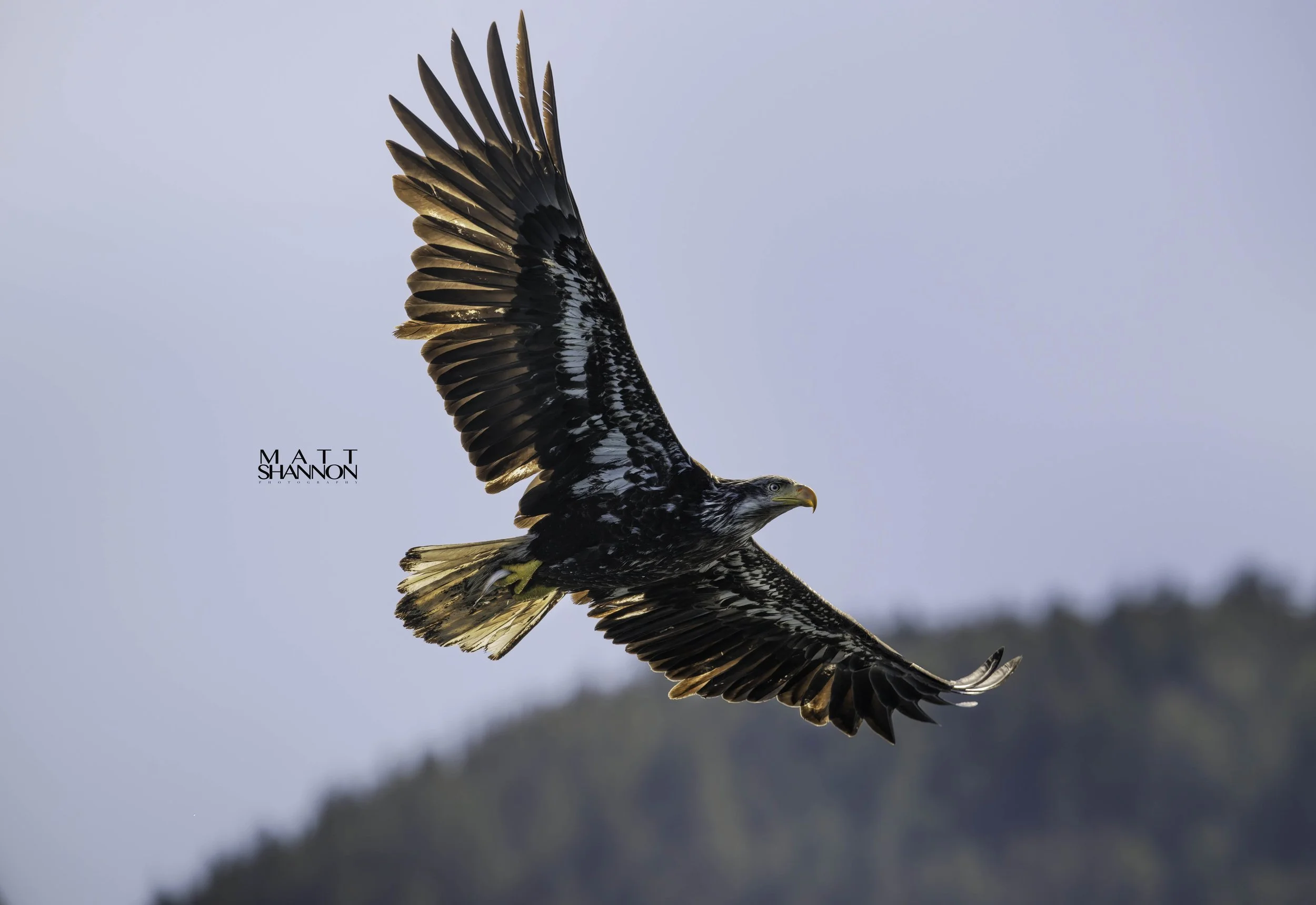 MAT_9156-eagle copy.jpg