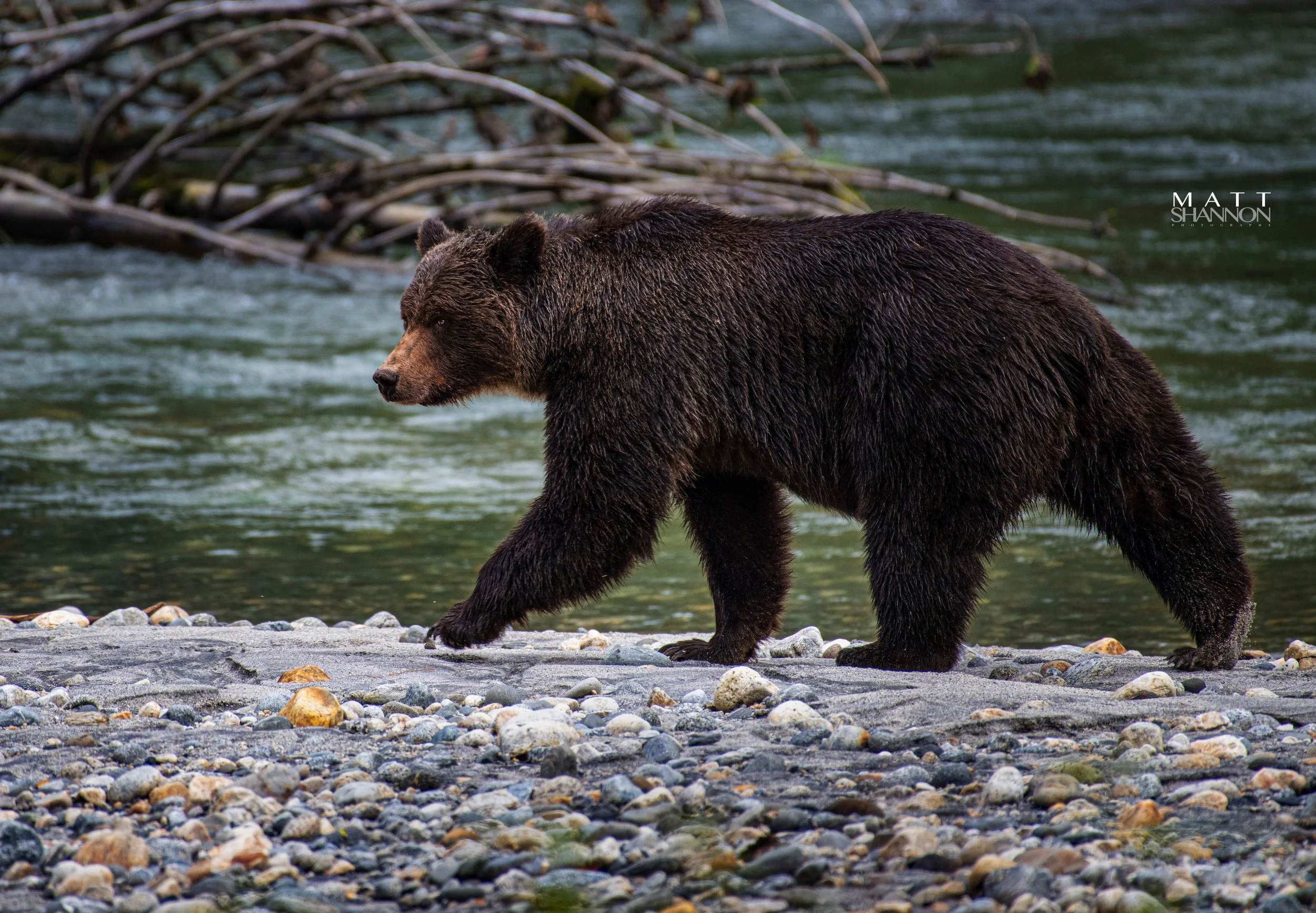 Matt Shannon Photography-107.jpg