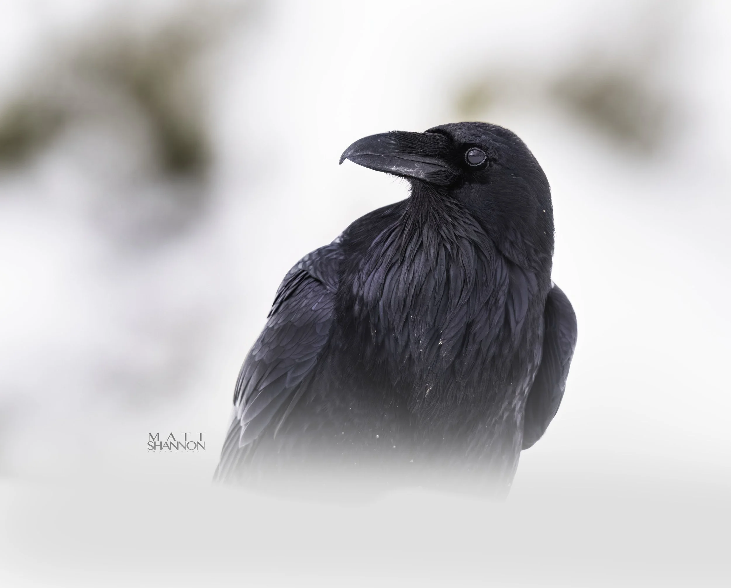 MAT_8473-latest copy.jpg