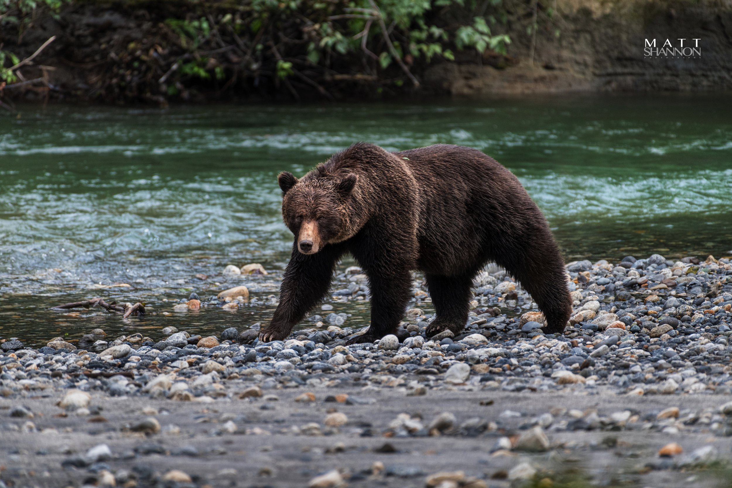 _MAT0083 grizzly2.jpg