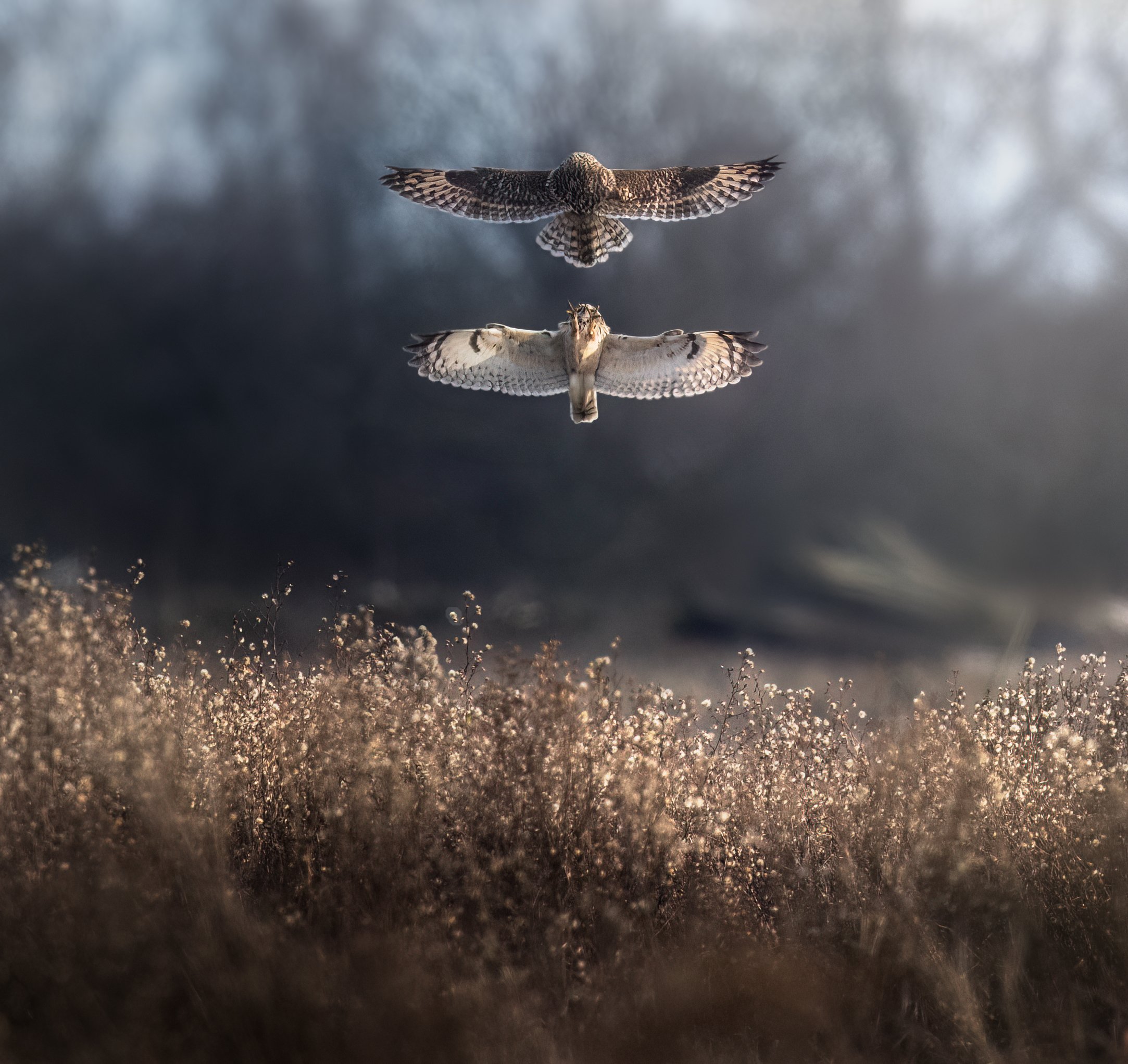 MAT_4524-Edit.jpg