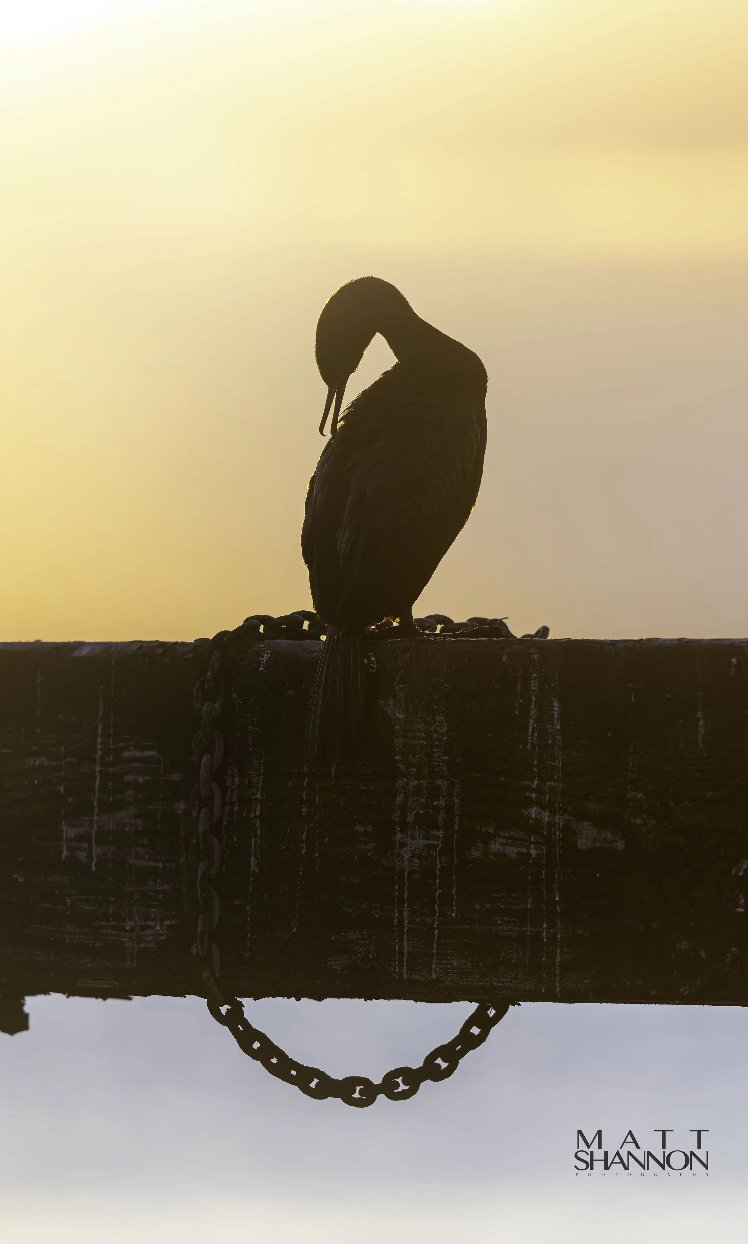 MAT_0461-DxO_DeepPRIME XD3 copy.jpg