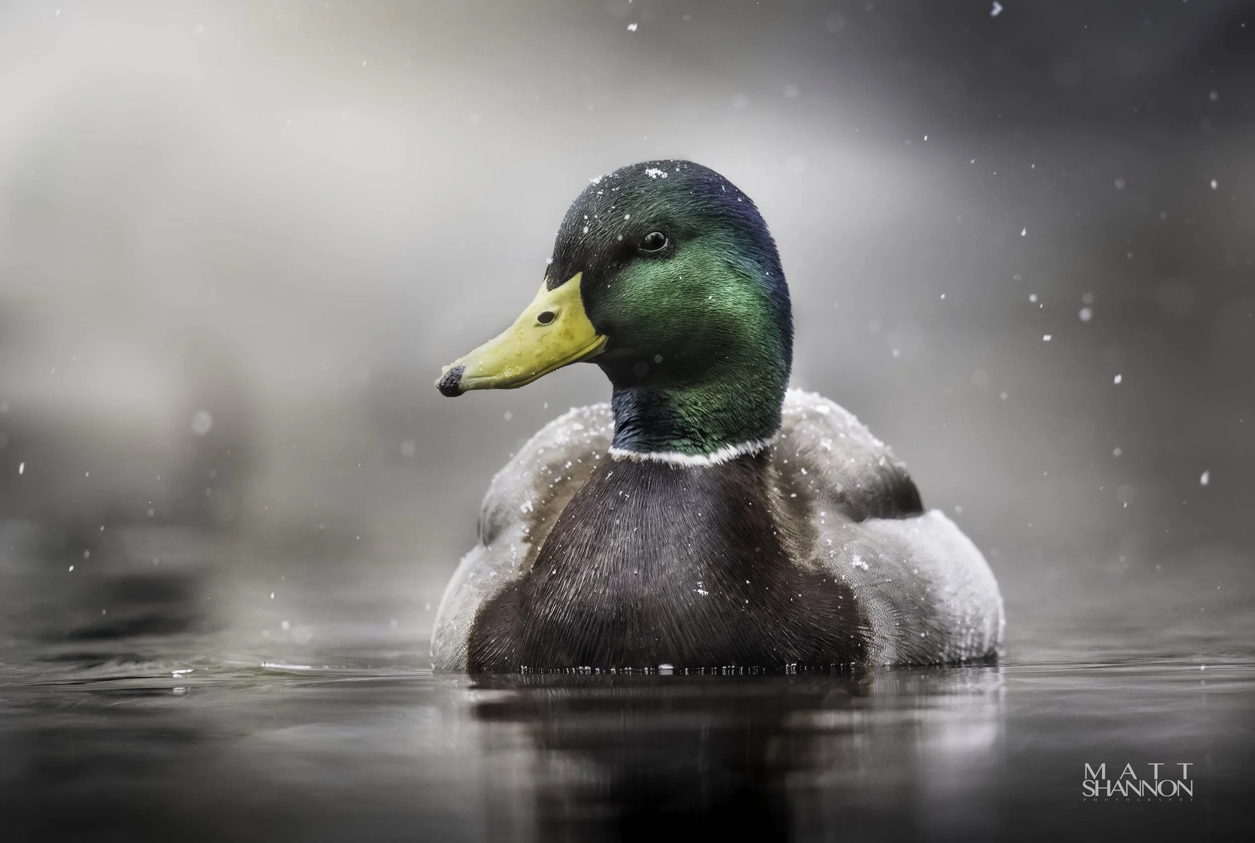 MAT_0040-DxO_DeepPRIME XD2s_XD copy.jpg