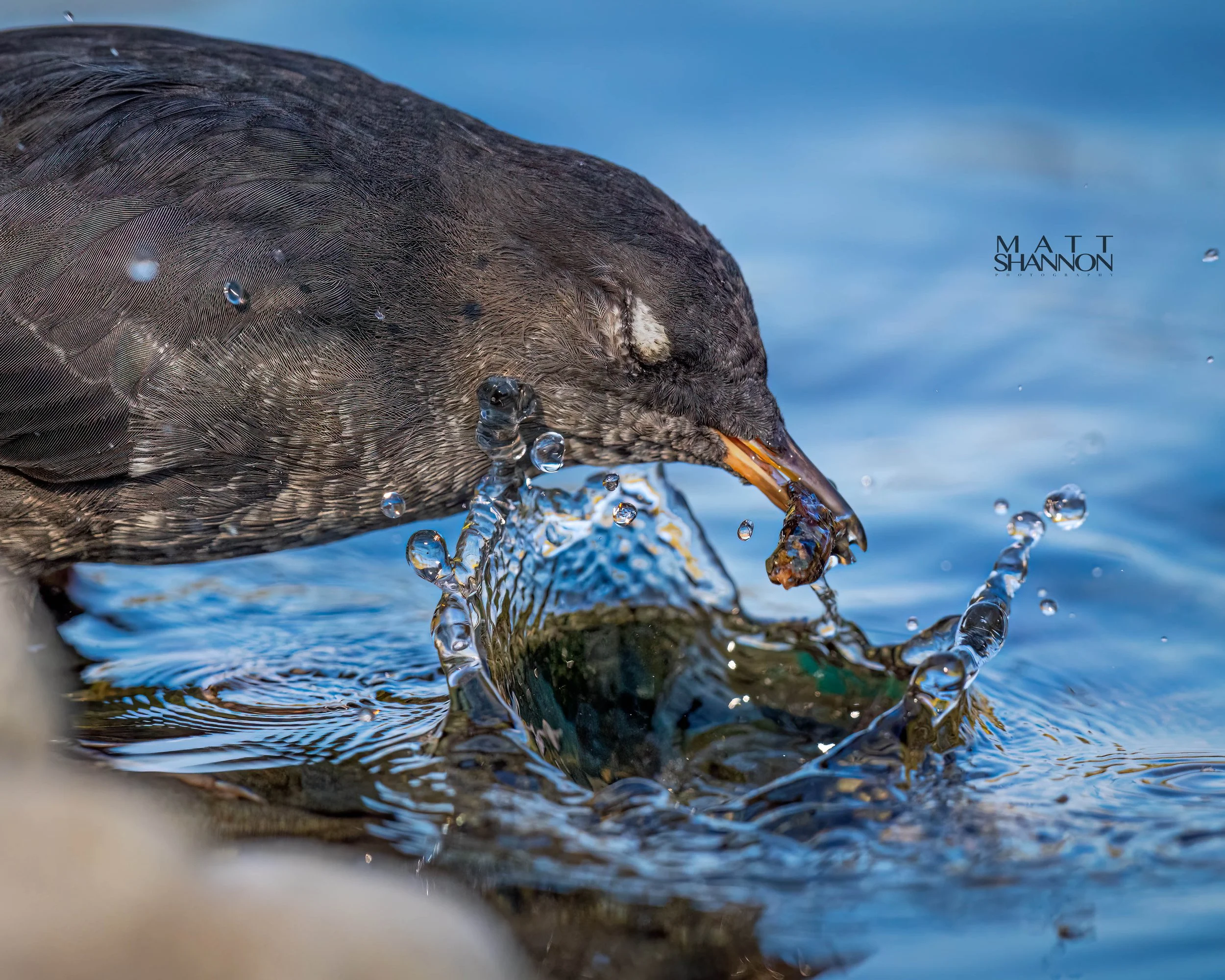 _MAT9552-Edit copy.jpg