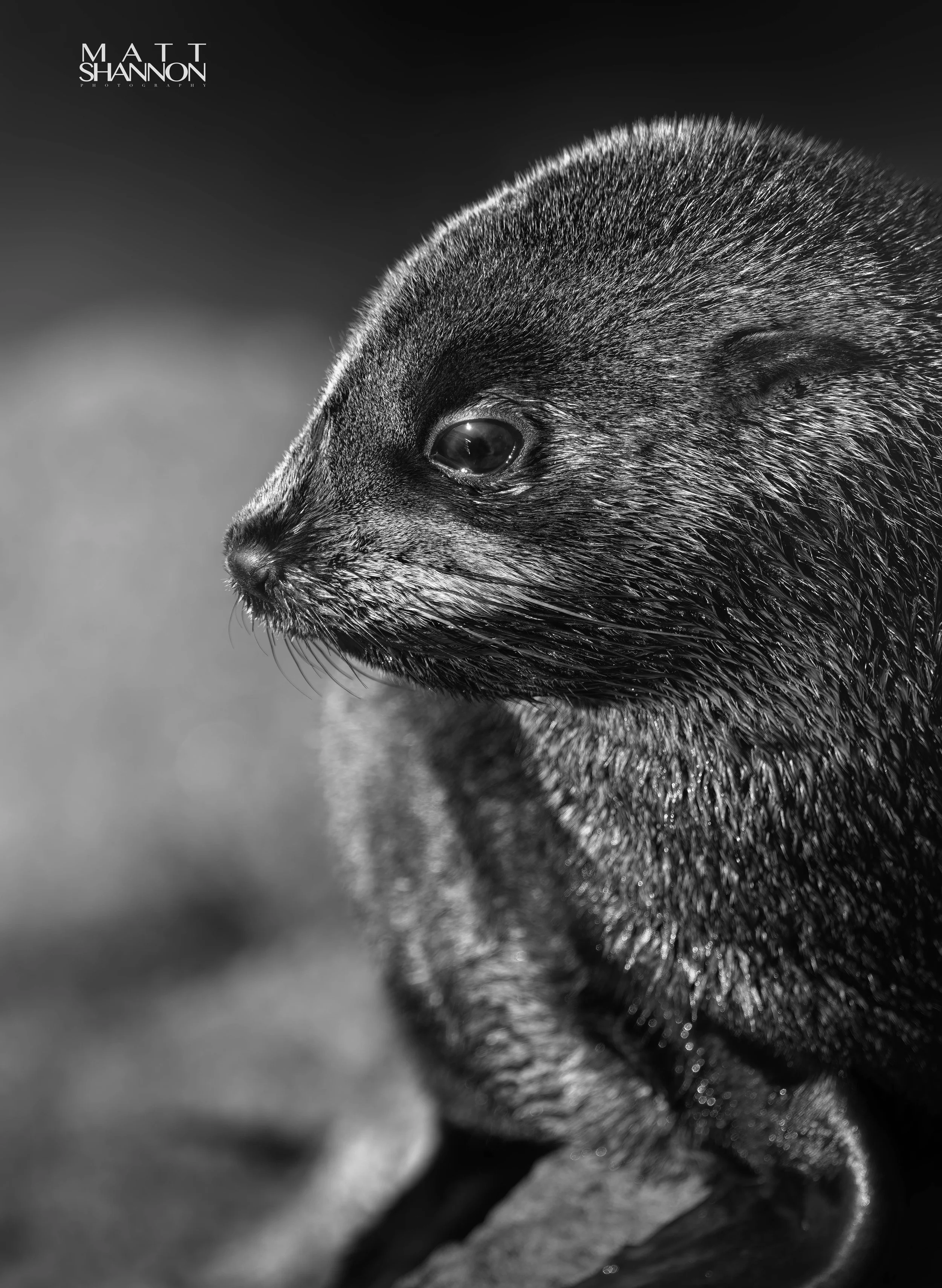 MAT_0963-B&W.jpg