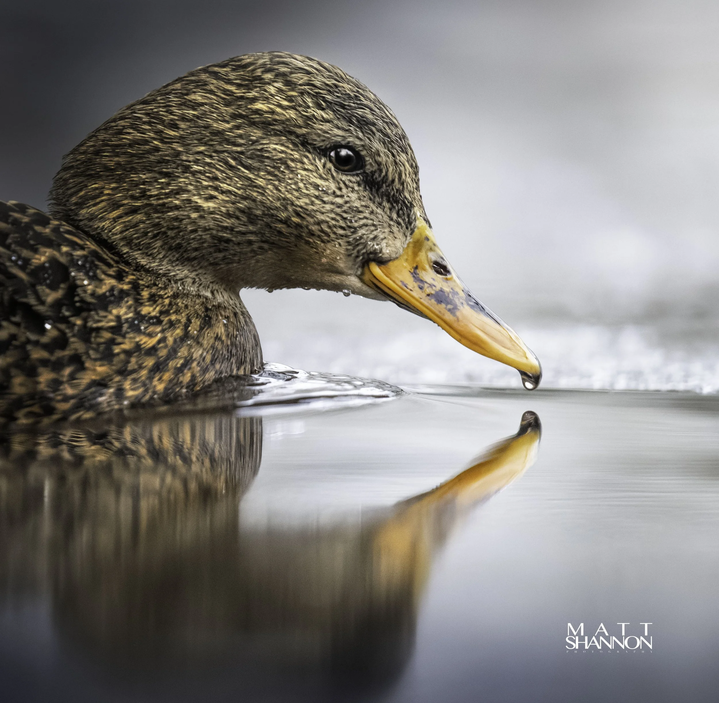 MAT_0221-DxO_DeepPRIME XD2s_XD copy.jpg