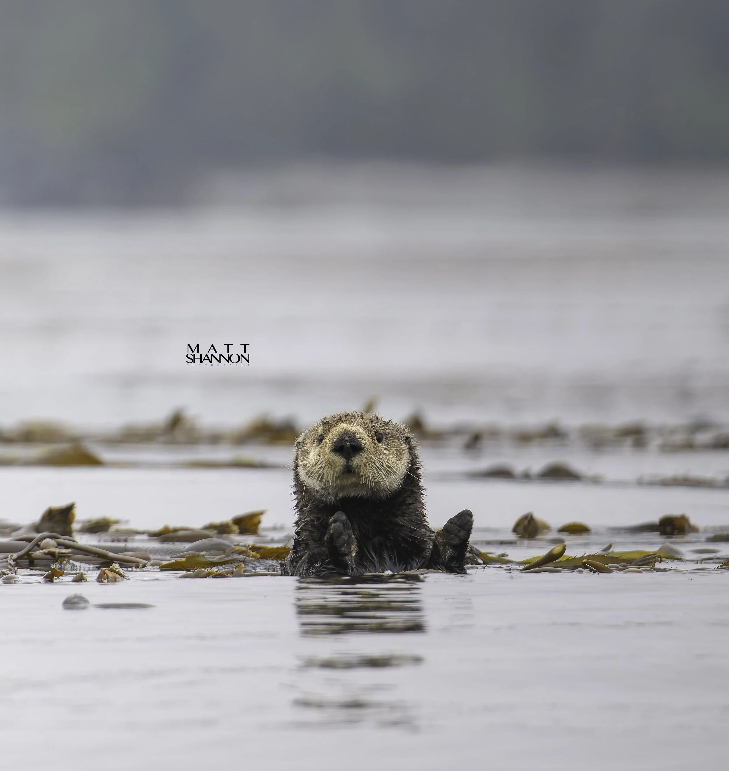 MAT_0588-DxO_DeepPRIME XD2s_XD copy.jpg