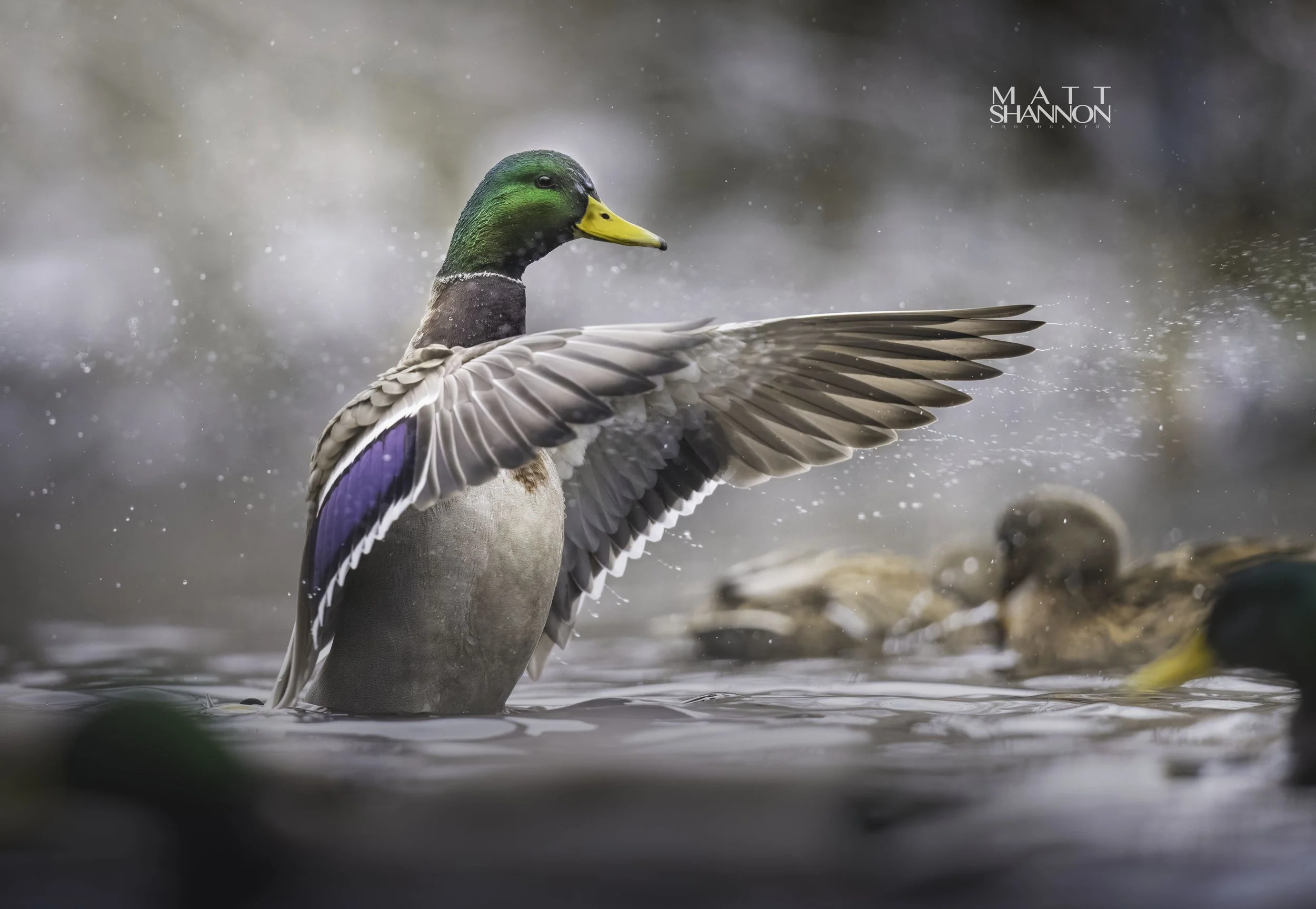 MAT_0687-DxO_DeepPRIME XD2s_XD copy.jpg