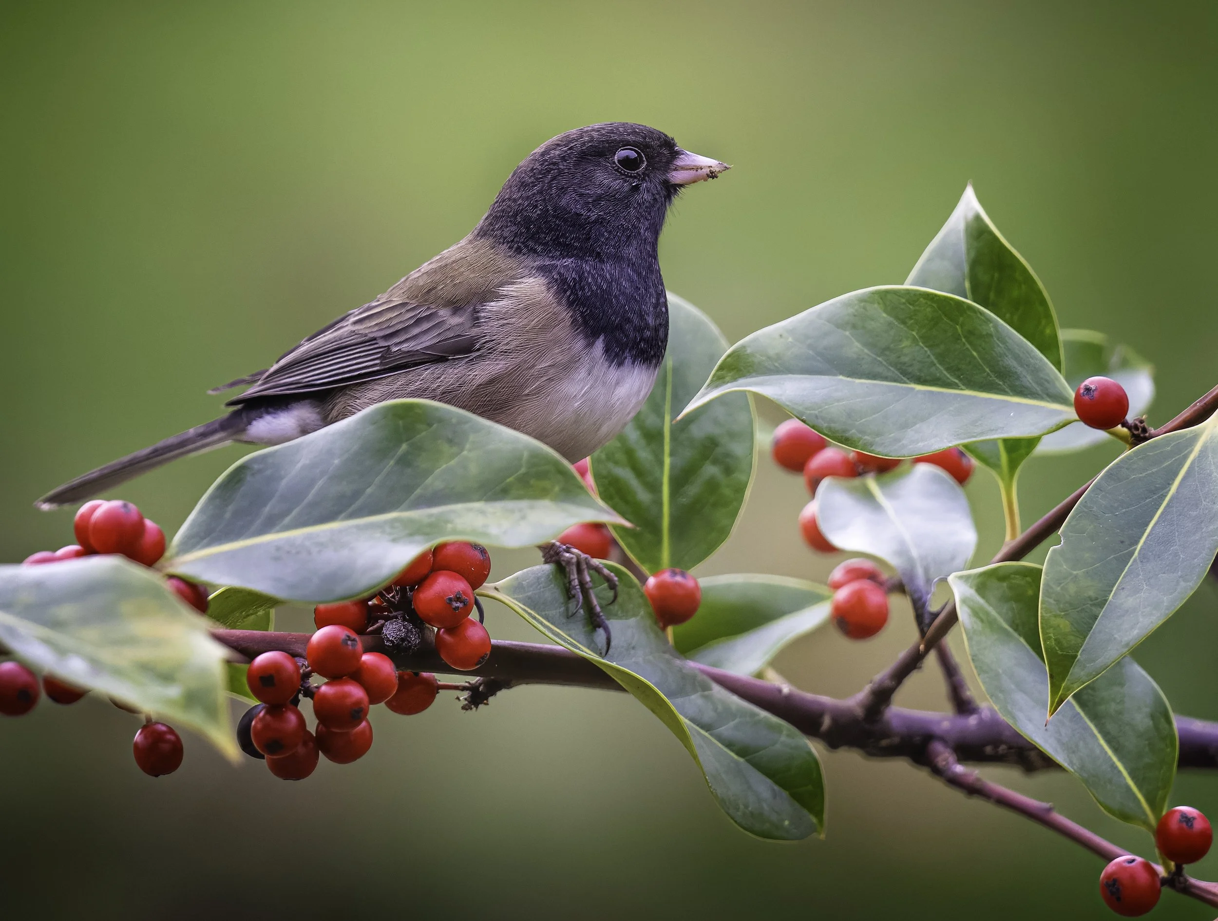 MAT_9532-DxO_DeepPRIME XD2s_XD.jpg