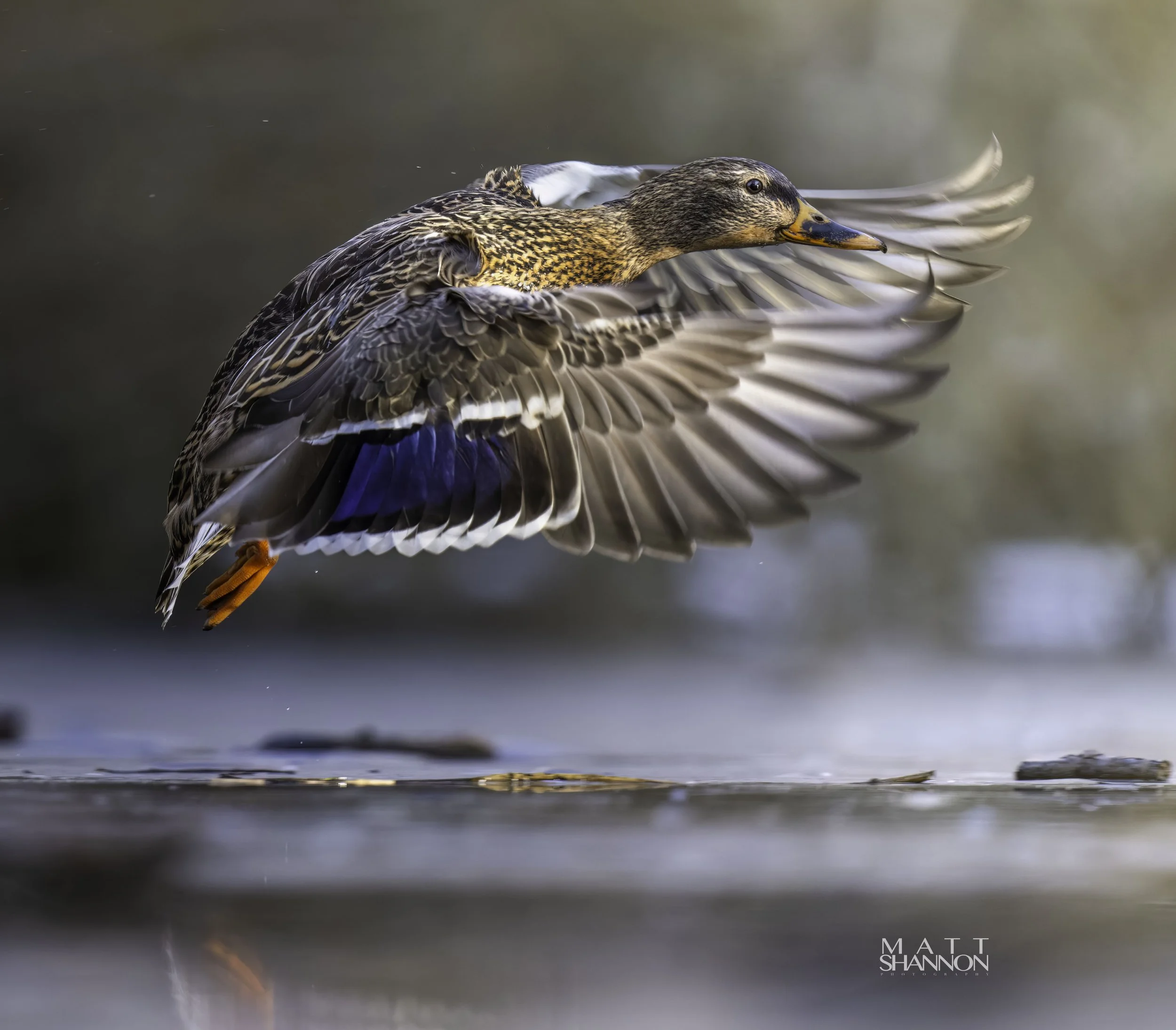 MAT_2769-DxO_DeepPRIME XD2s_XD copy.jpg