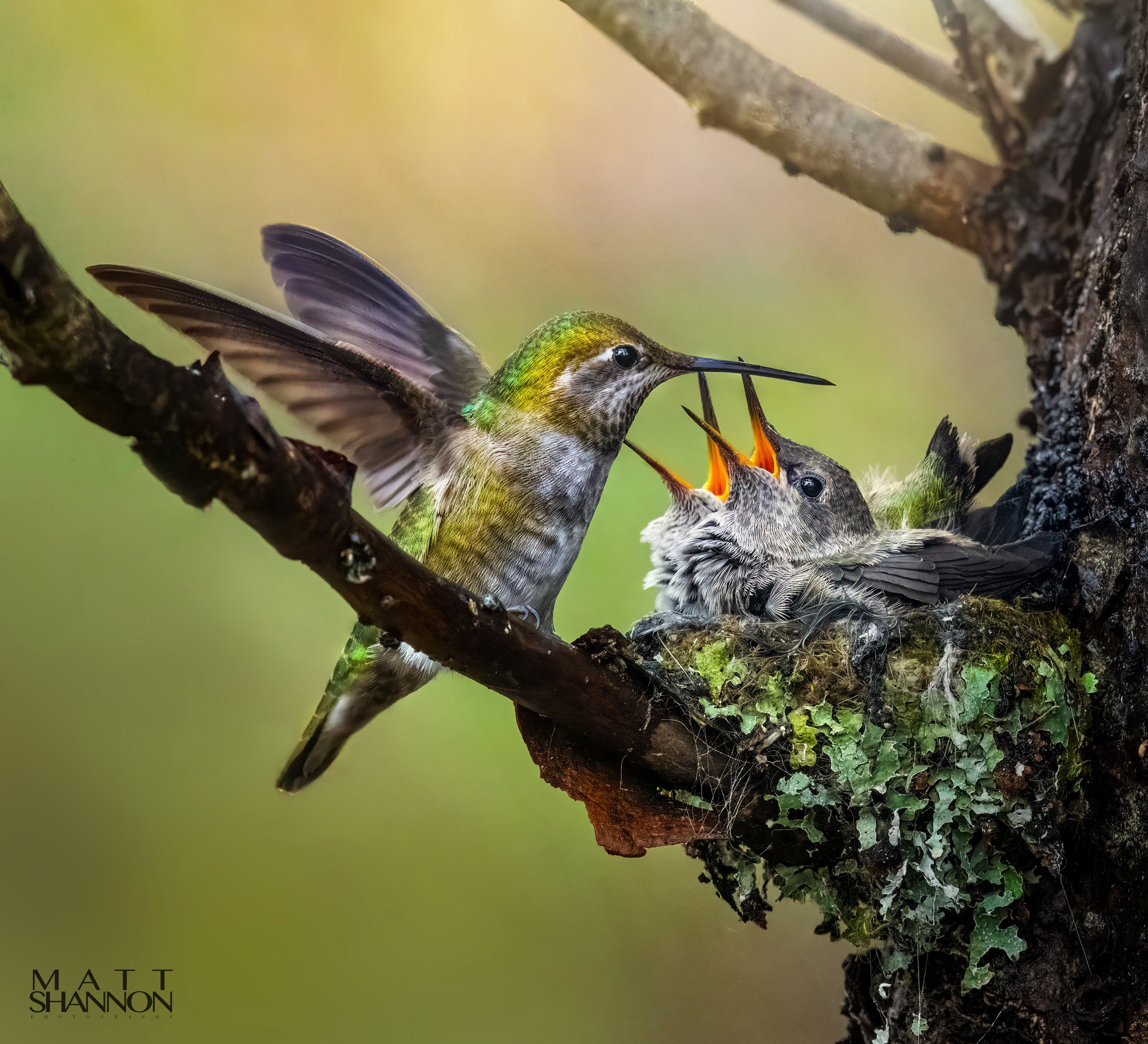 _MAT9210 humming mom and babies.jpg