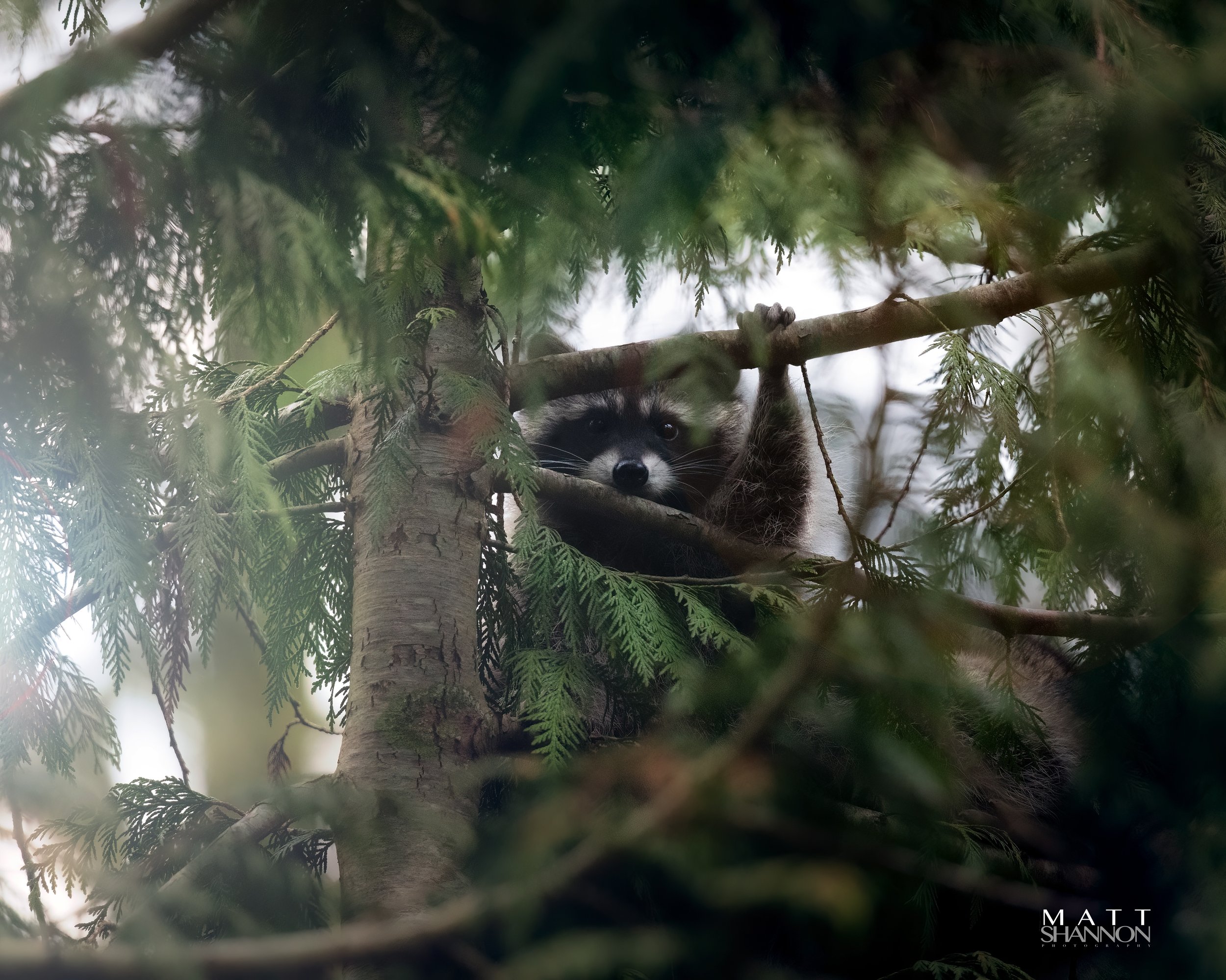 _MAT6994 racoon.jpg