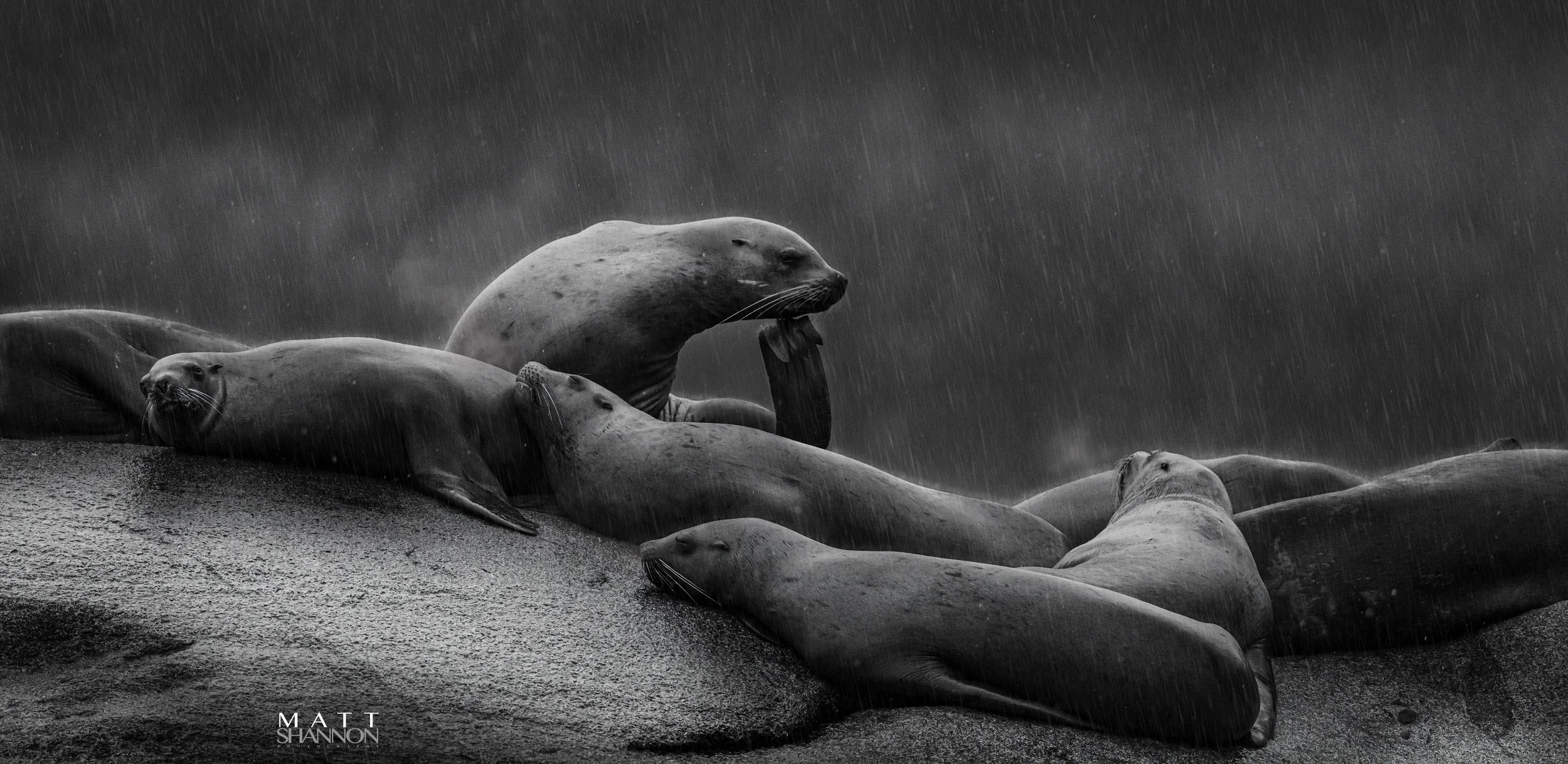 _MAT8057-Thinking Lion.jpg