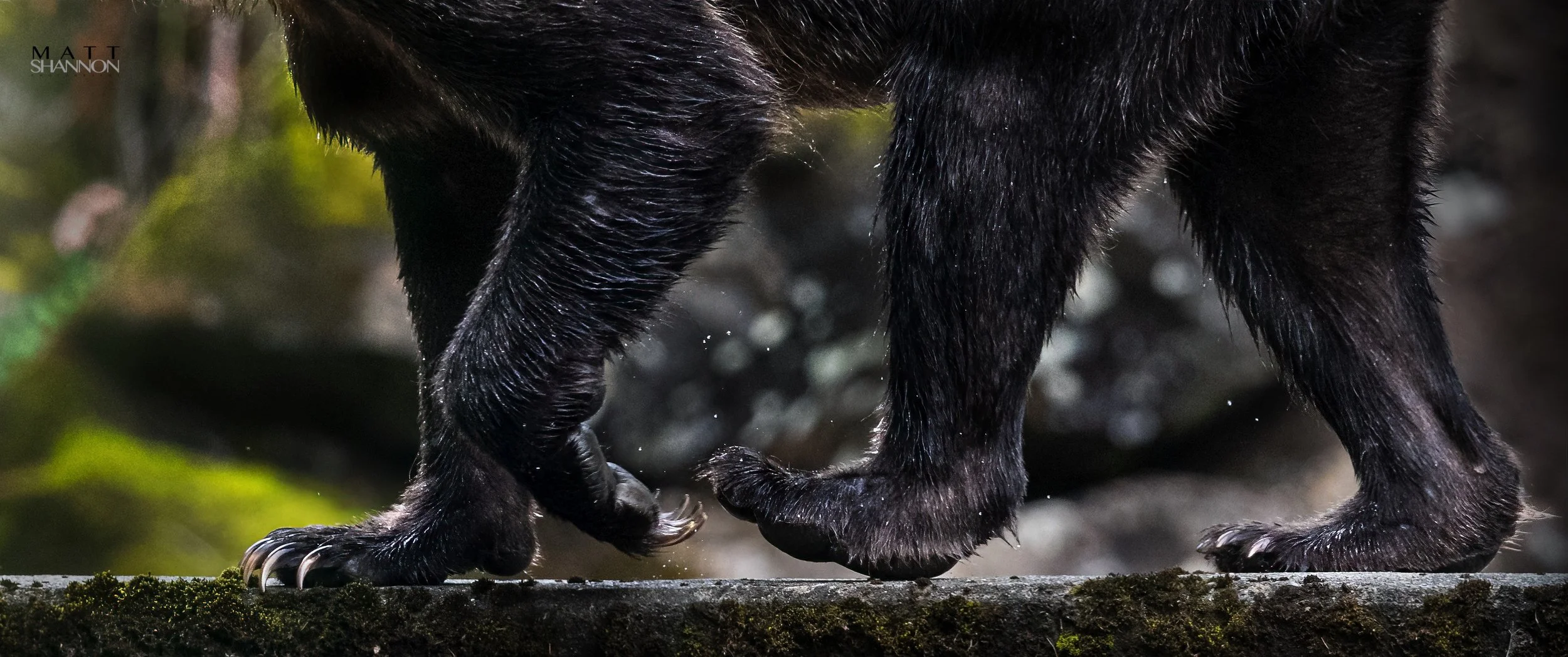 _MAT4120-grizzly.jpg