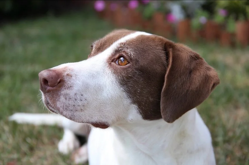 The most beautiful, loving &amp; loyal companion I could have ever ask for. RIP Ziva ❤️❤️❤️