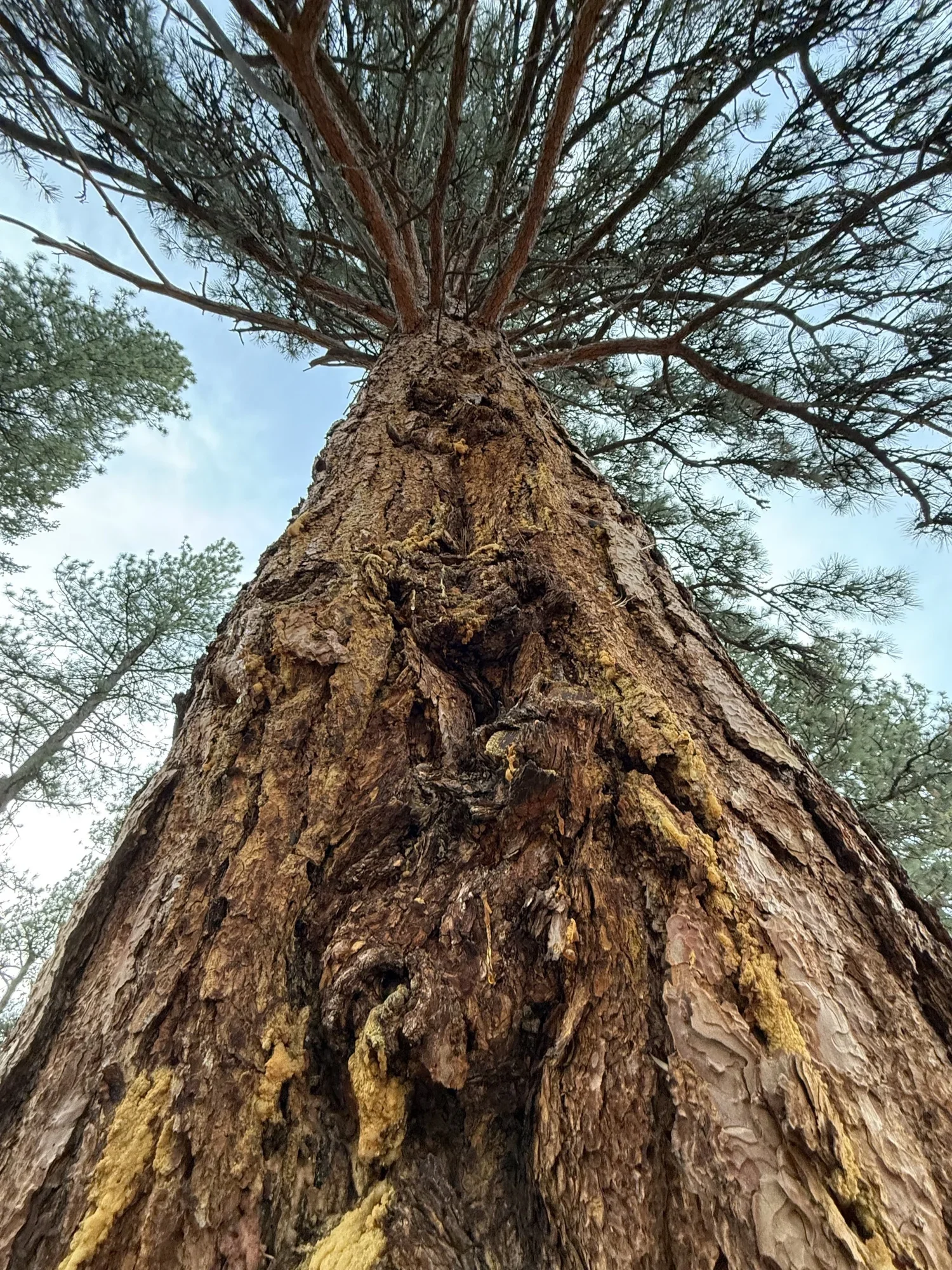 Looking up at an ancient tree symbolizing the connection between nature, growth, and Earth-based spirituality.