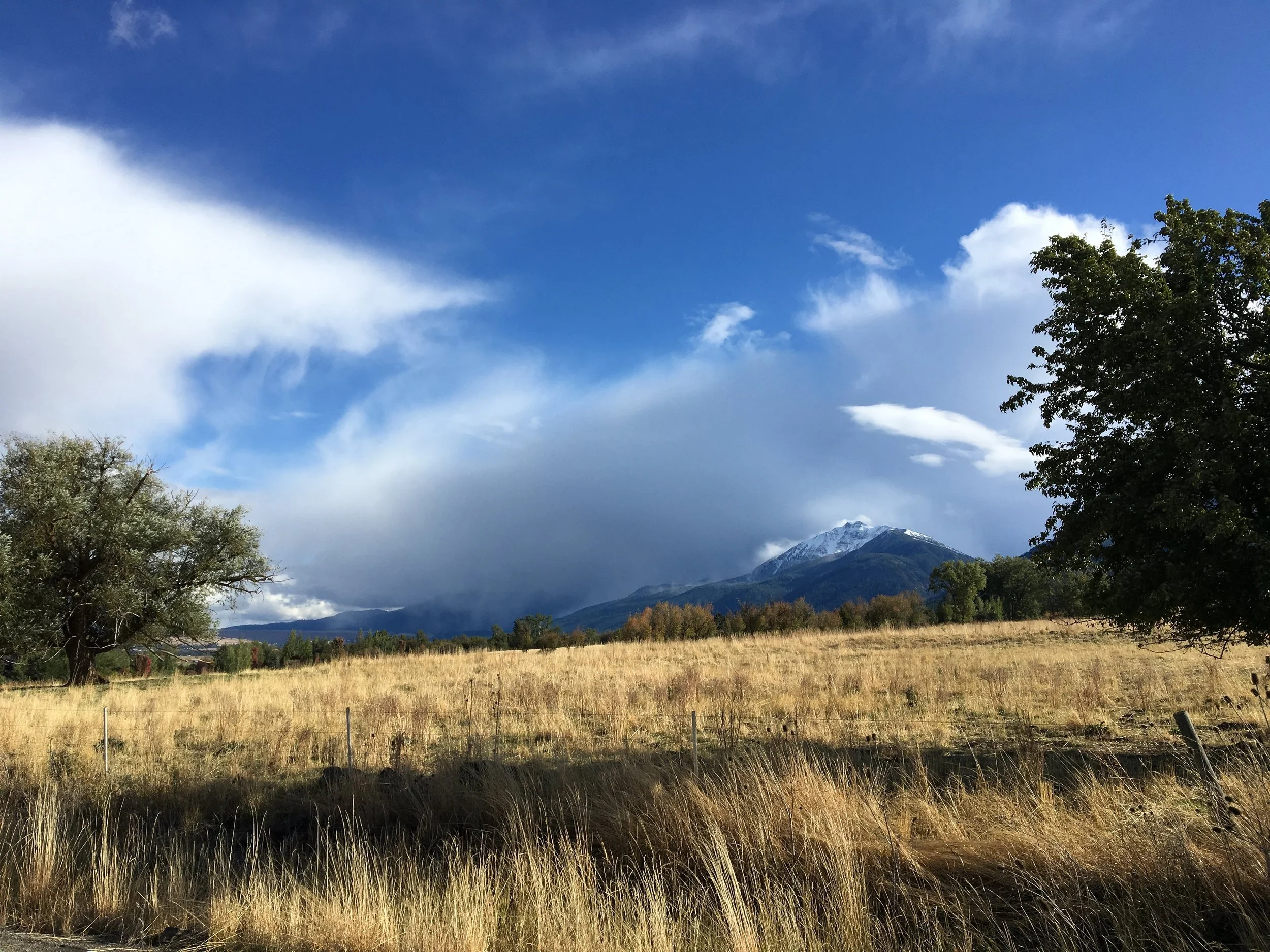 Native grassland gently swaying in the breeze, reflecting peace, connection, and harmony with the natural world.