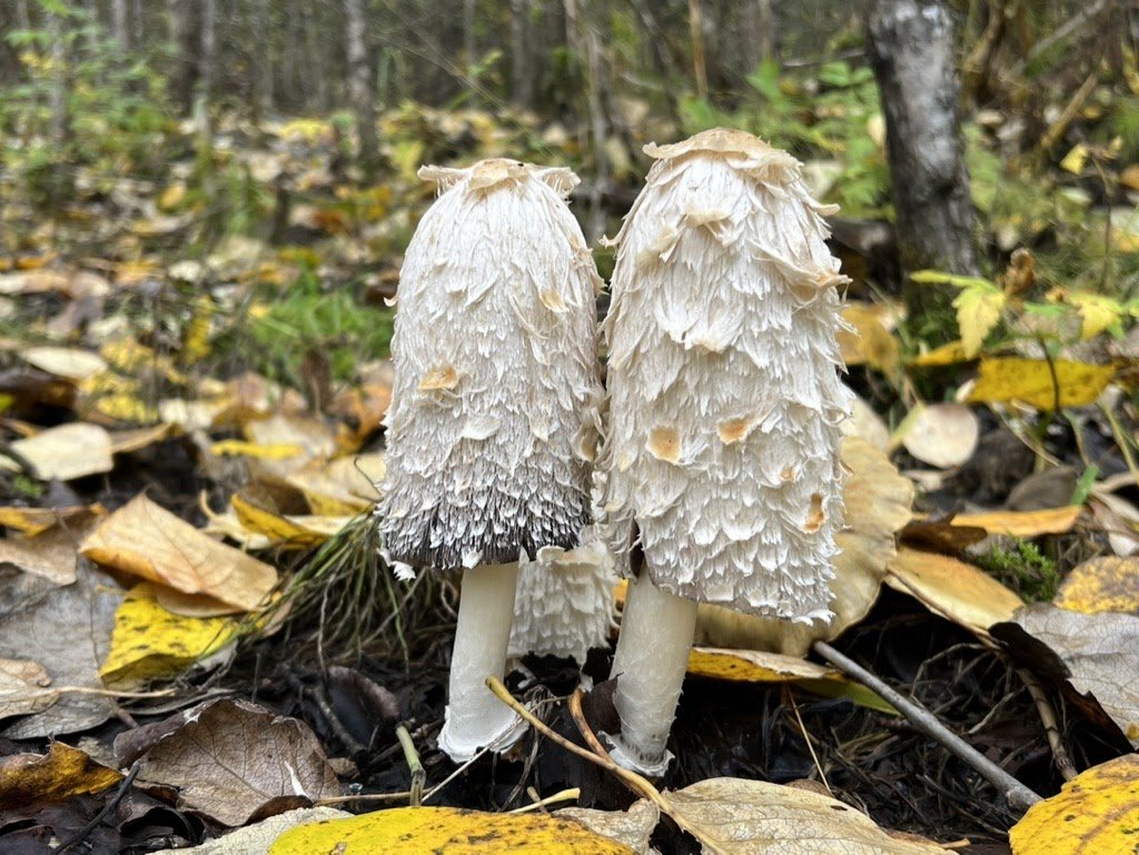 Sacred psilocybin mushrooms, honored as a sacrament for spiritual practice, reflection, and personal transformation.