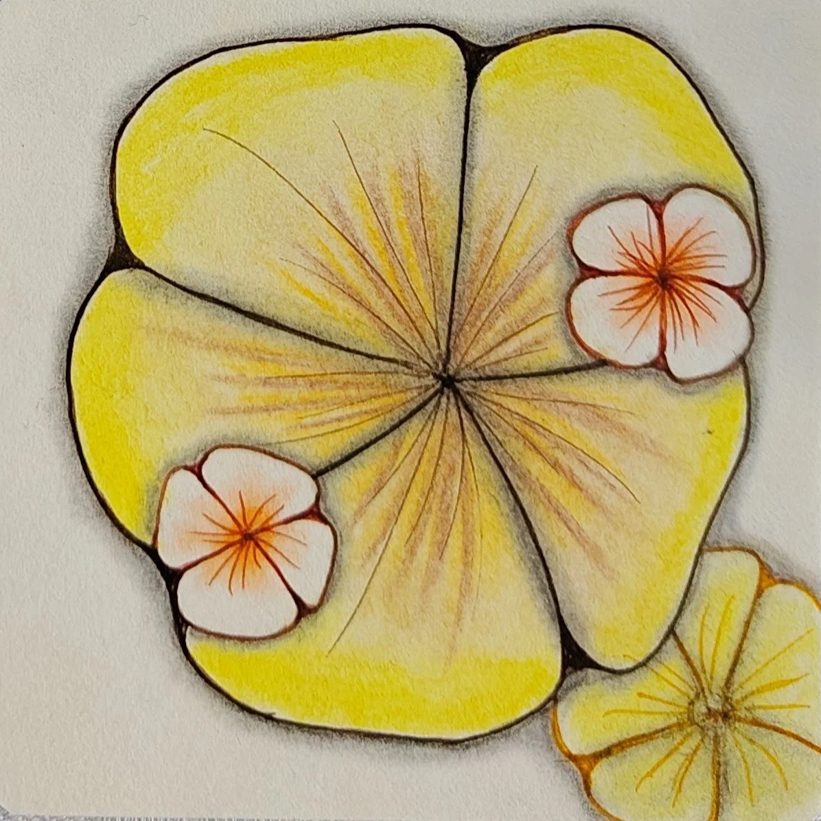 Kurs 1 Blüte 1i.jpg