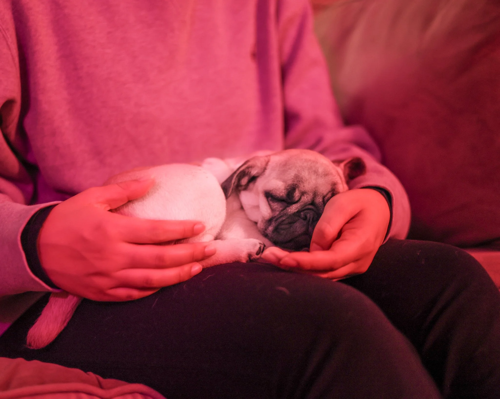 Toronto Date Night Ideas with Puppies: The Cutest Way to Connect 