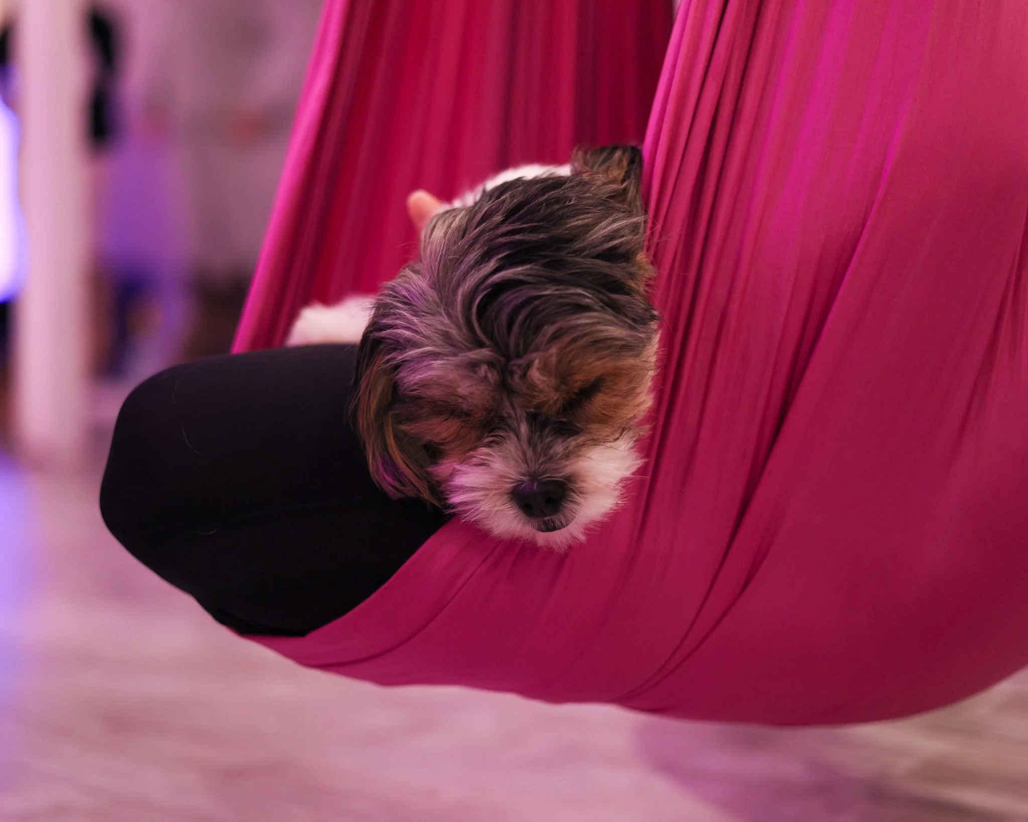 Puppy Therapy in Toronto: Pudgy Pups Guide to Stress Relief &amp; Mental Wellness