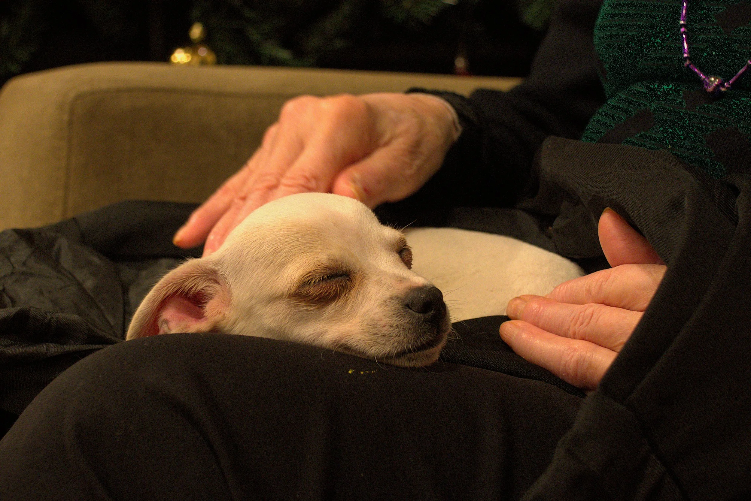 Puppy Therapy at Sunrise Senior Living: How Pudgy Pups Brought Joy, Comfort, and Connection Through Puppy Therapy