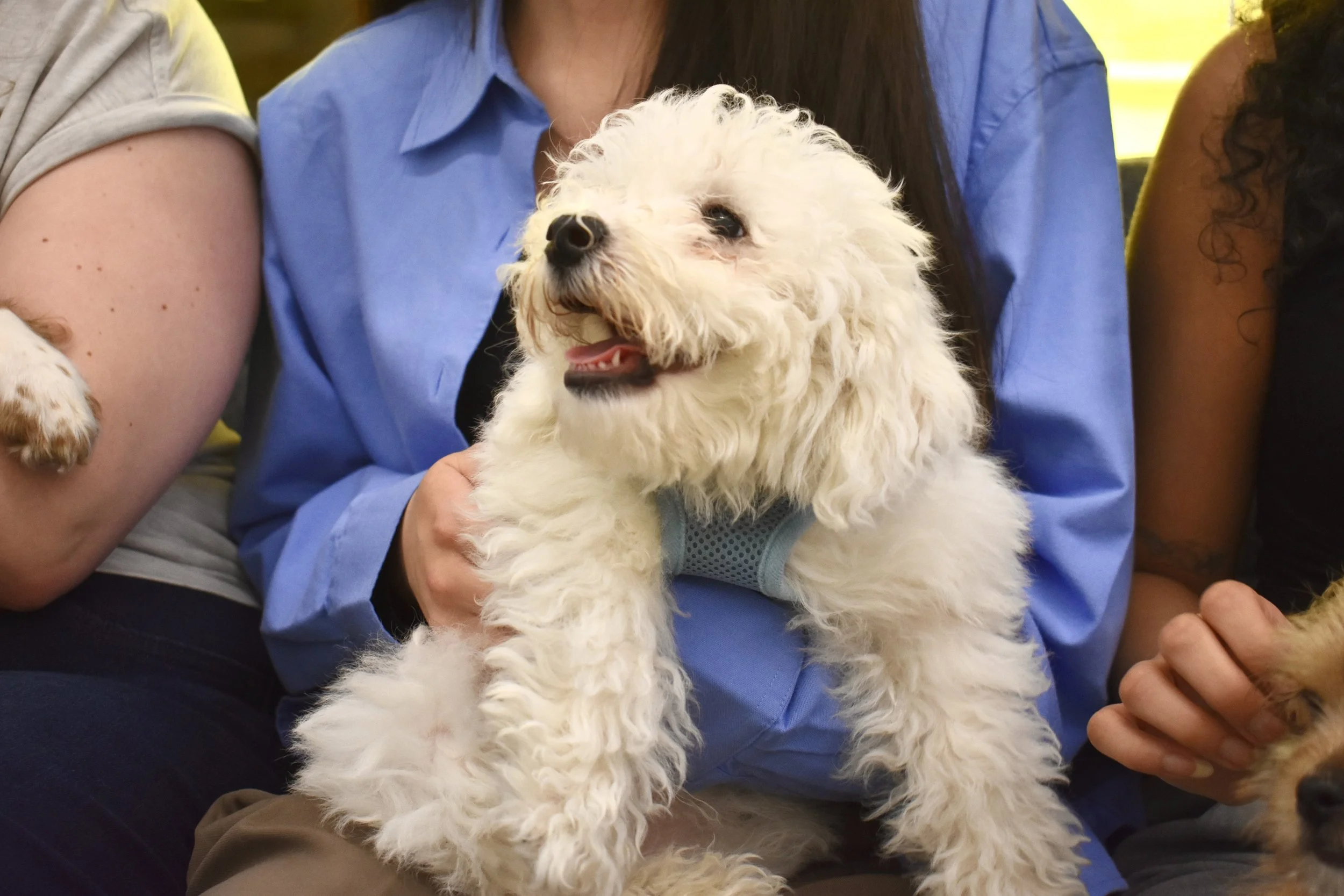 Puppy Therapy At RBC Wealth Management Toronto
